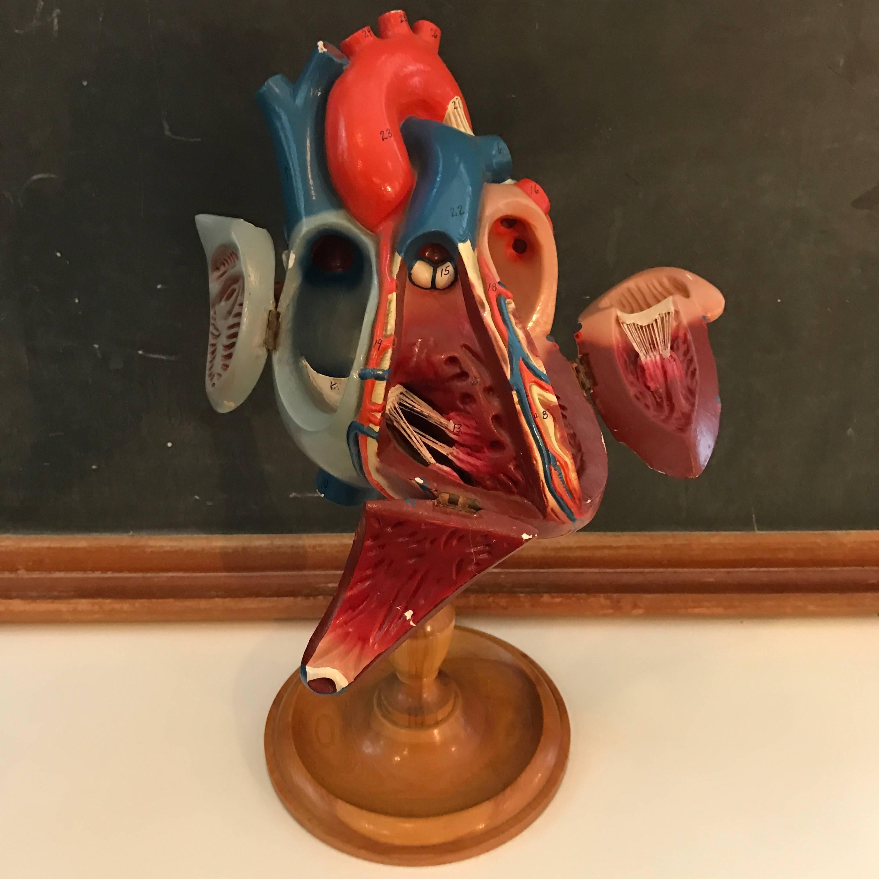 1940s Plaster Anatomical Heart Model on Wood Stand In Good Condition For Sale In Brooklyn, NY