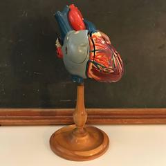 1940s Plaster Anatomical Heart Model on Wood Stand