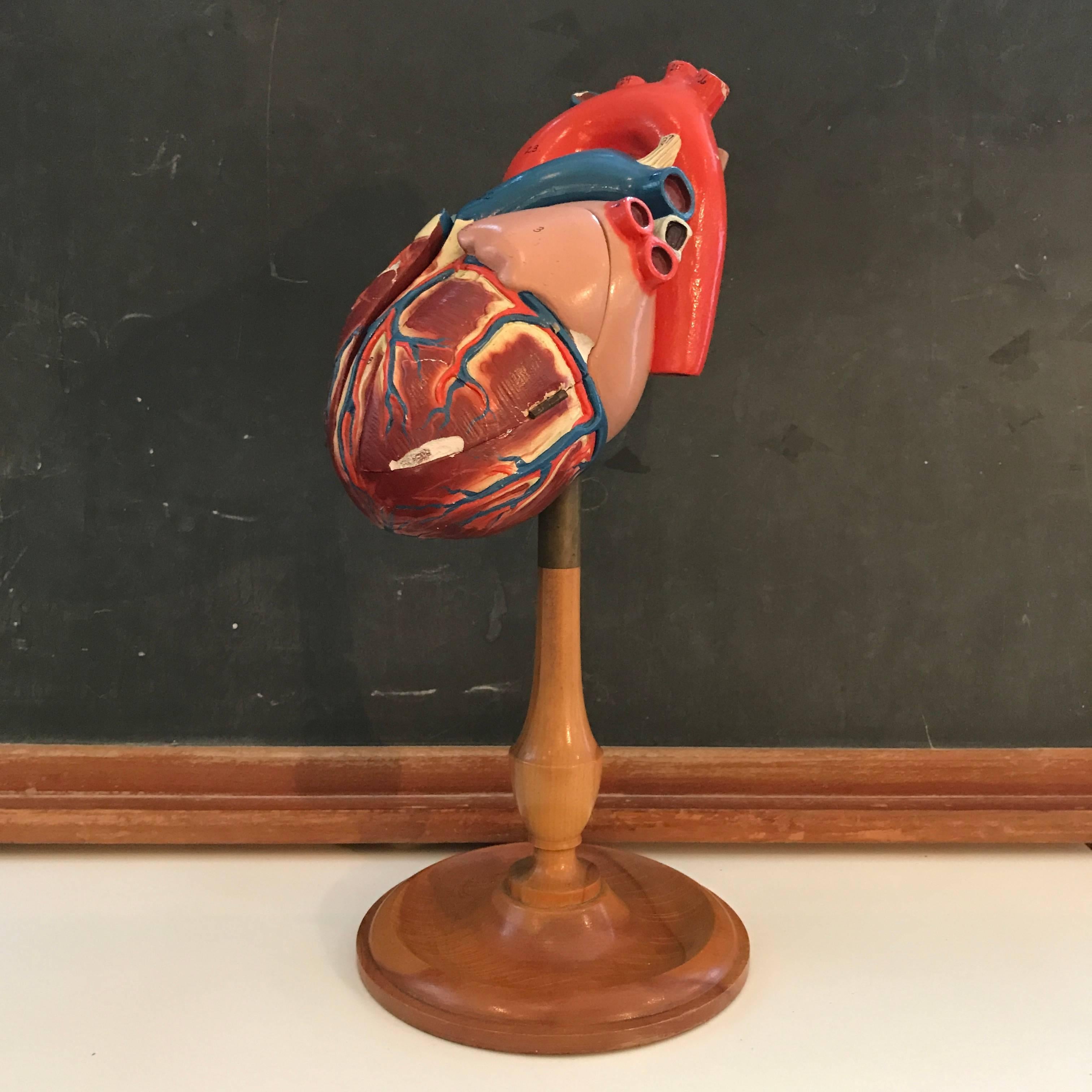 Industrial 1940s Plaster Anatomical Heart Model on Wood Stand For Sale