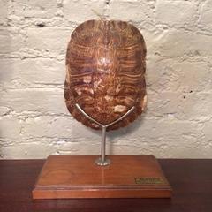 Mounted Tortoise Shell Display by Ward's Natural Science