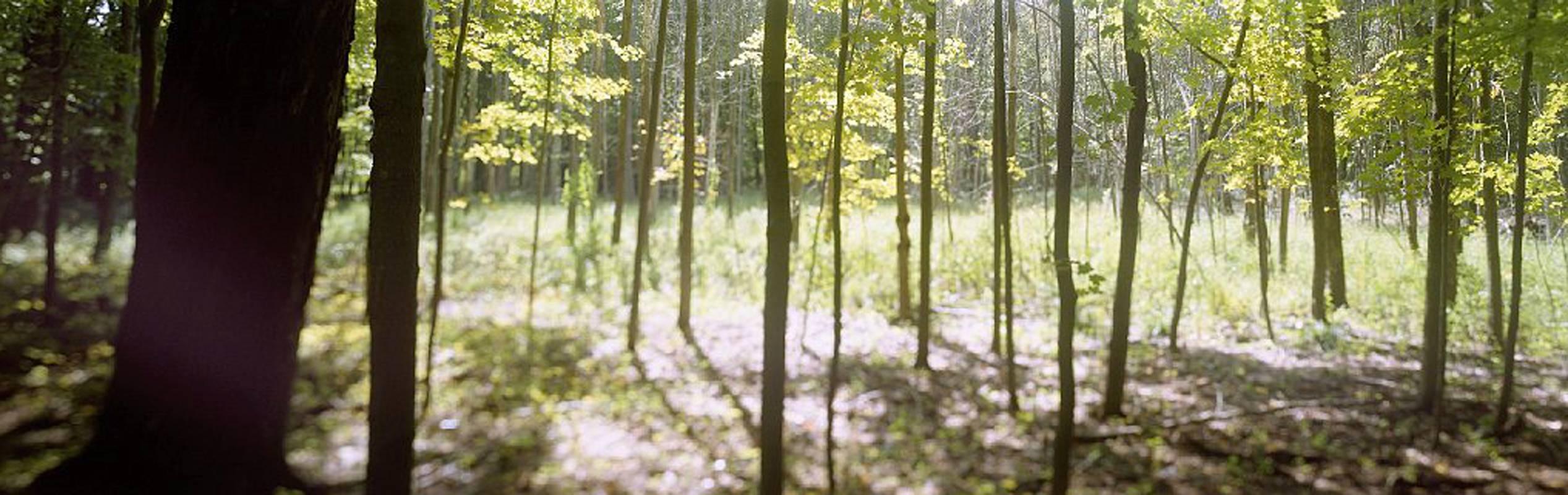 This evocative photograph of a sunlit grove is from a series of landscapes by Thom Lussier. Each horizontal photograph depicts a vista whose focus has been blurred or manipulated to create a dream-like space. The print is mounted on aluminium with a
