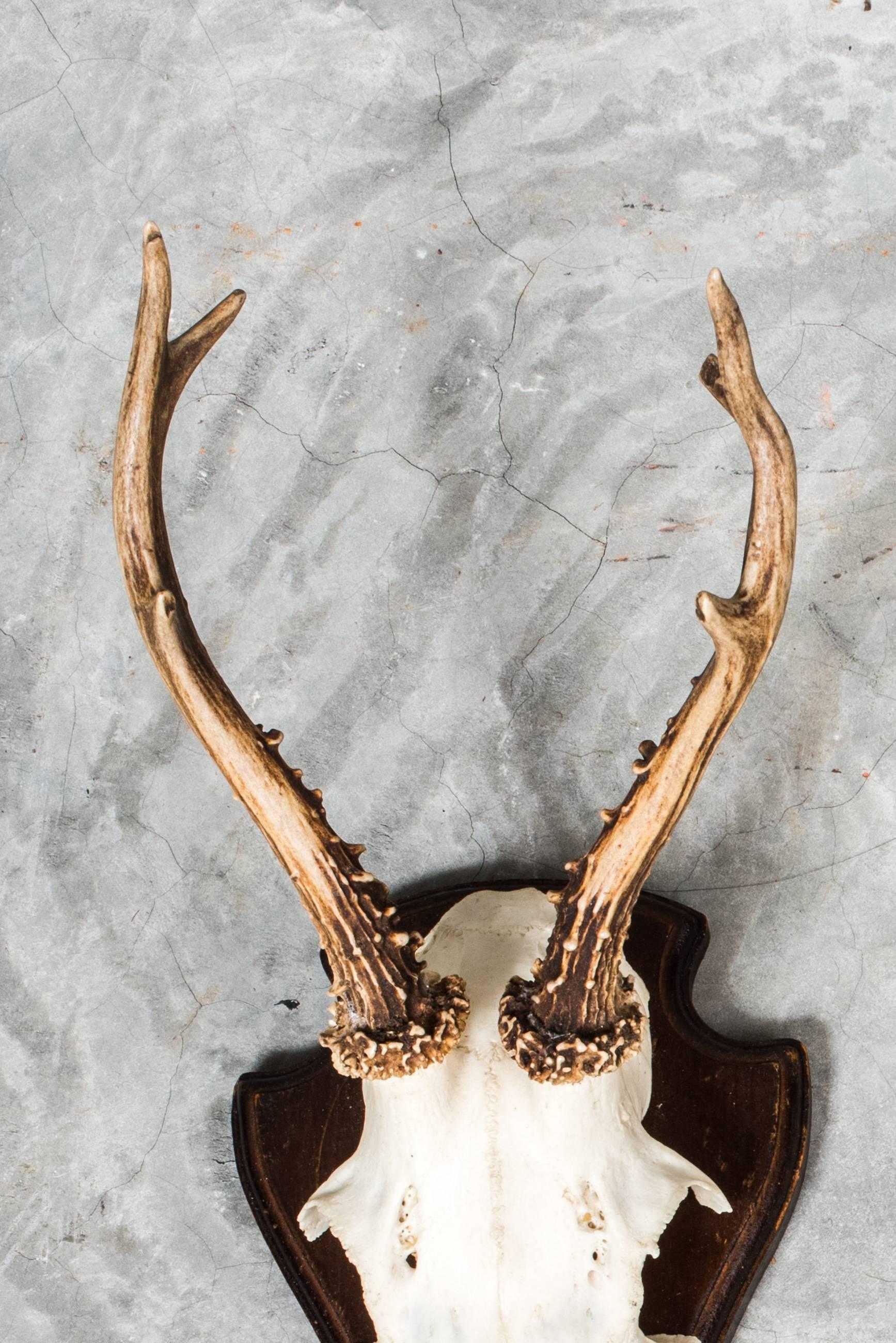 Two remaining small antlers are each mounted on shield-shaped stained wood plaques. They are decorative pieces and can be used to hang light objects. Found in Denmark.
