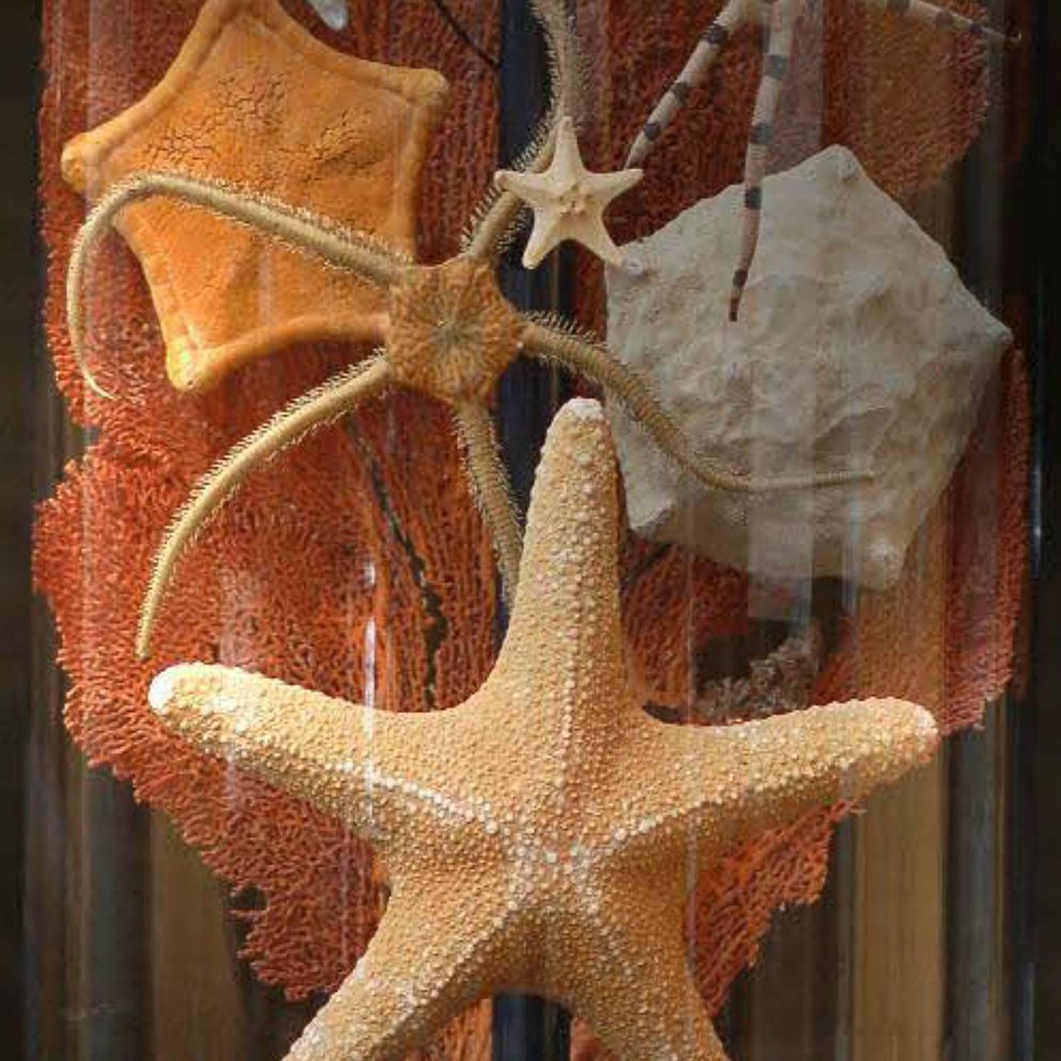 starfish colors