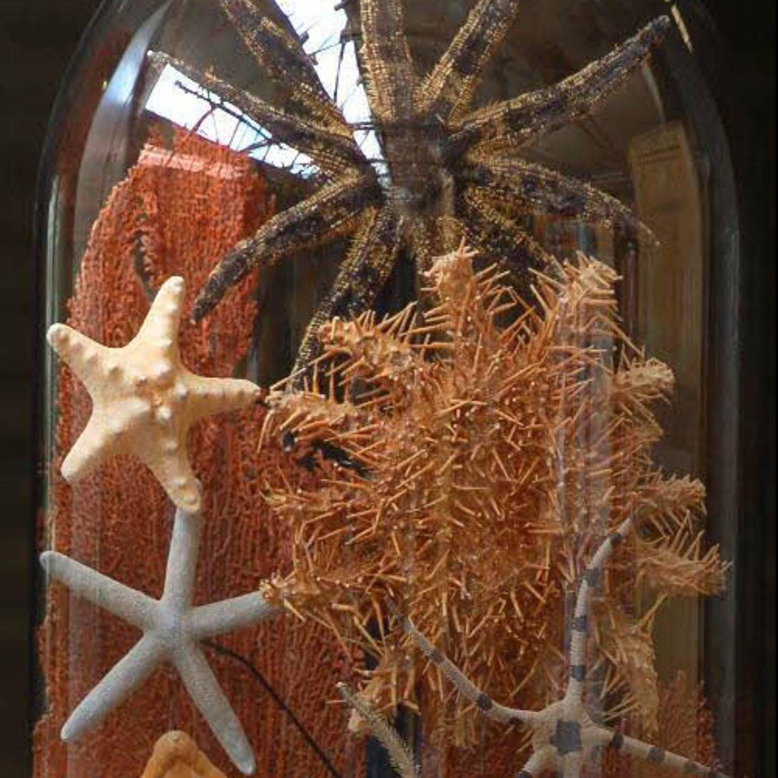 Collection of various shapes and colours of starfish. Authentic colours. Collector’s case is glass dome with a wooden base. USD 2300 each. 2 pieces in stock.