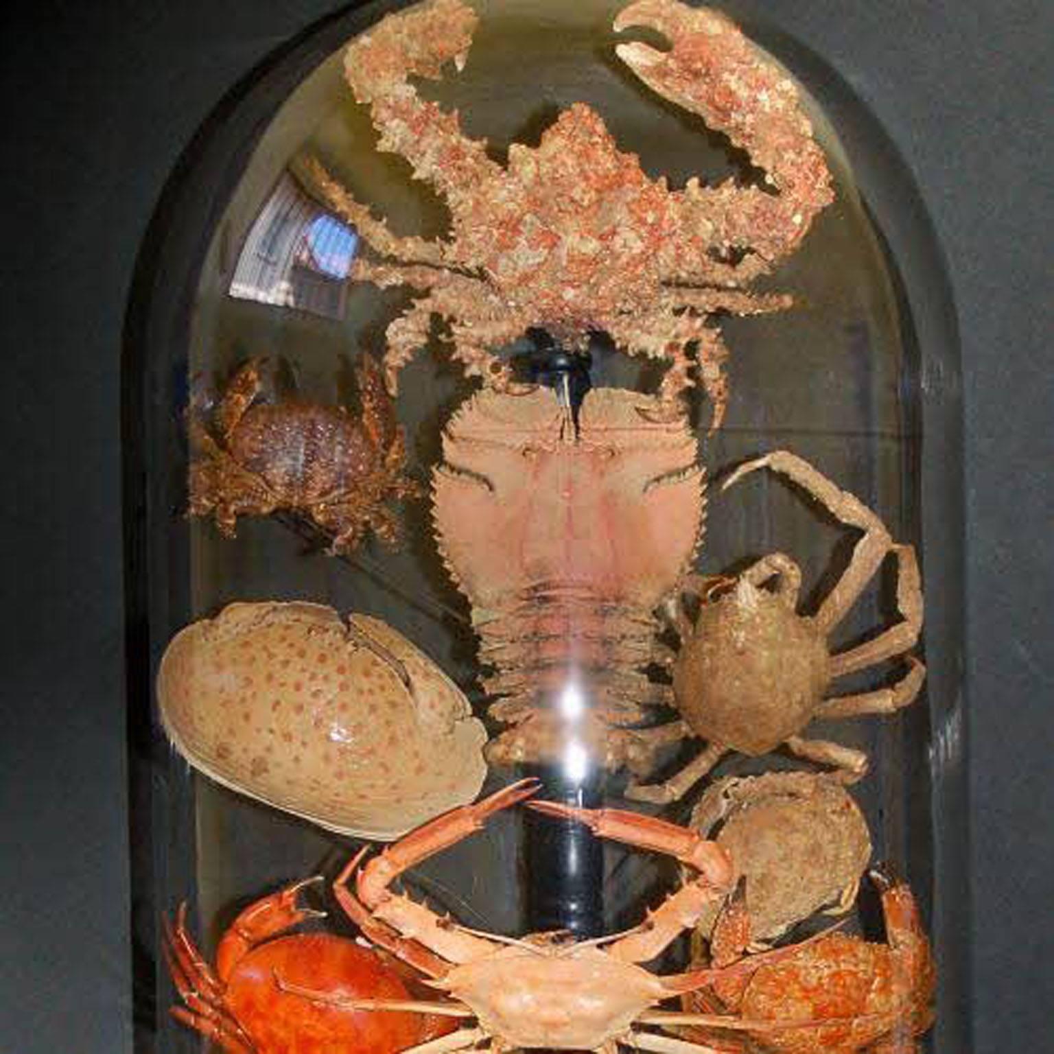 Collection of crab taxidermy. Authentic colours. Collector’s case is glass with a wood base.
