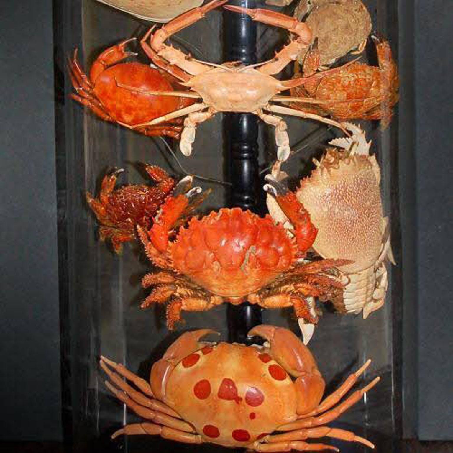 taxidermy crab