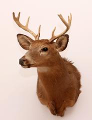 North American Deer Mount