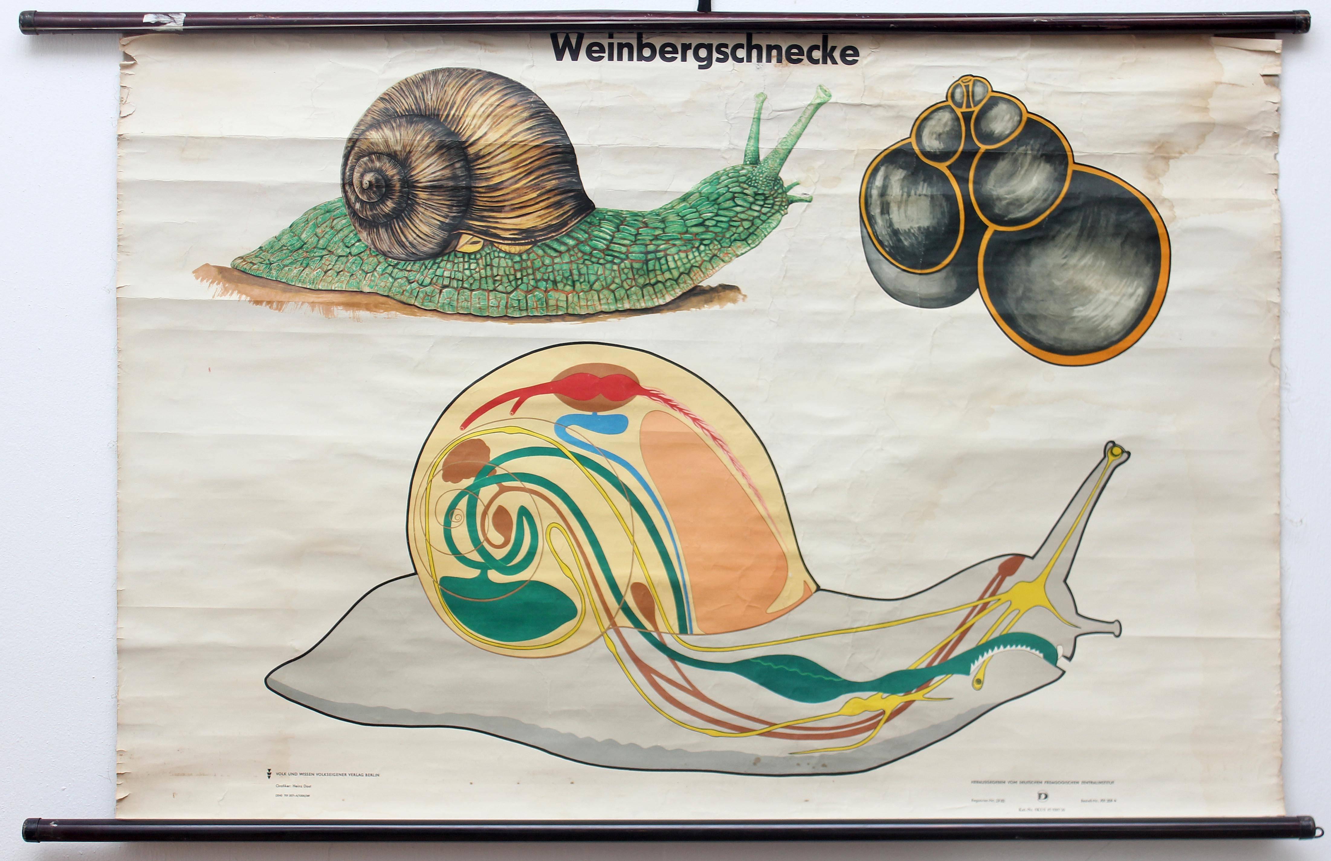 Vintage school anatomy poster print. Made in Germany. Paper mounted on linen. Unframed, hung in scroll form. Very colorful. 