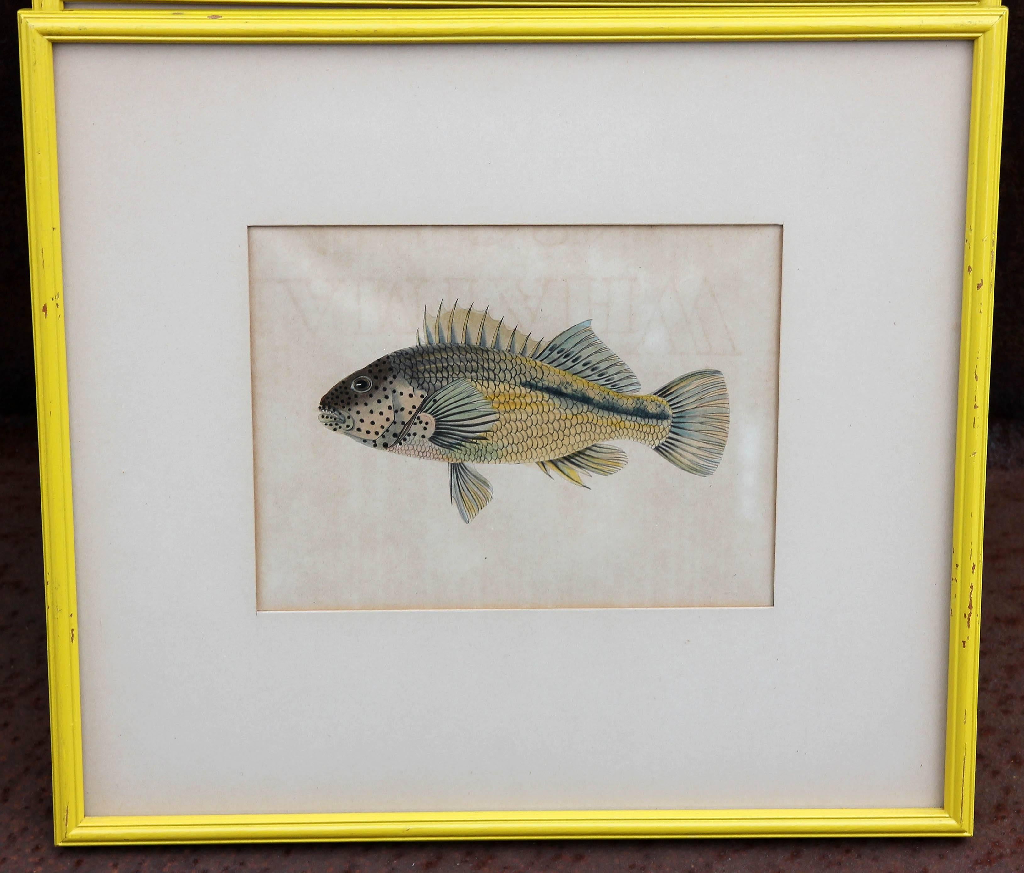 Early Hand-Colored 19th Century Fish Prints Set of Five 2