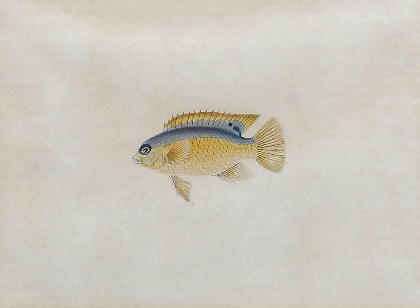 Early Hand-Colored 19th Century Fish Prints Set of Five 4