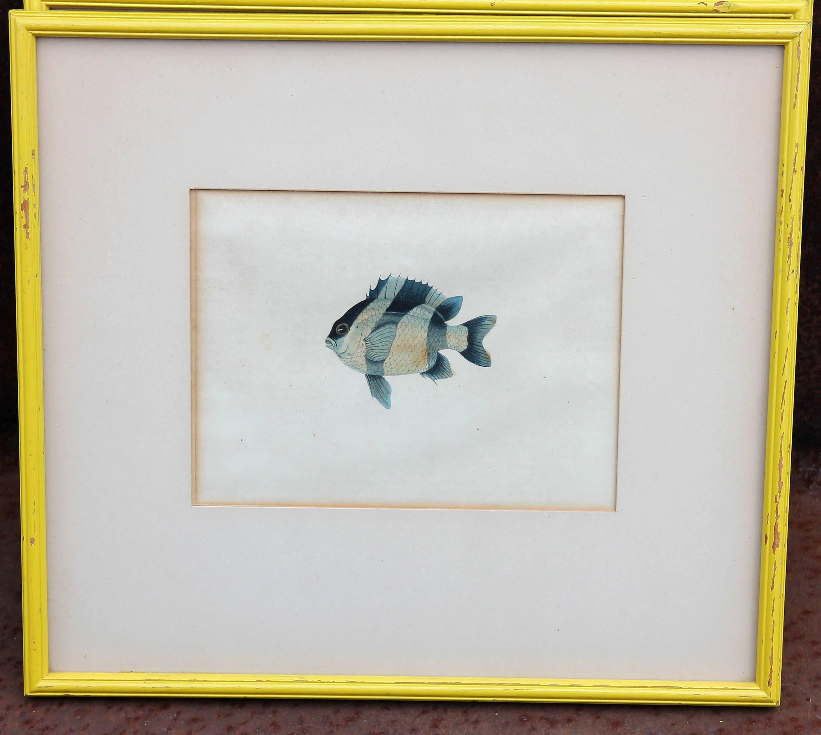 Early Hand-Colored 19th Century Fish Prints Set of Five In Good Condition In Rochester, NY
