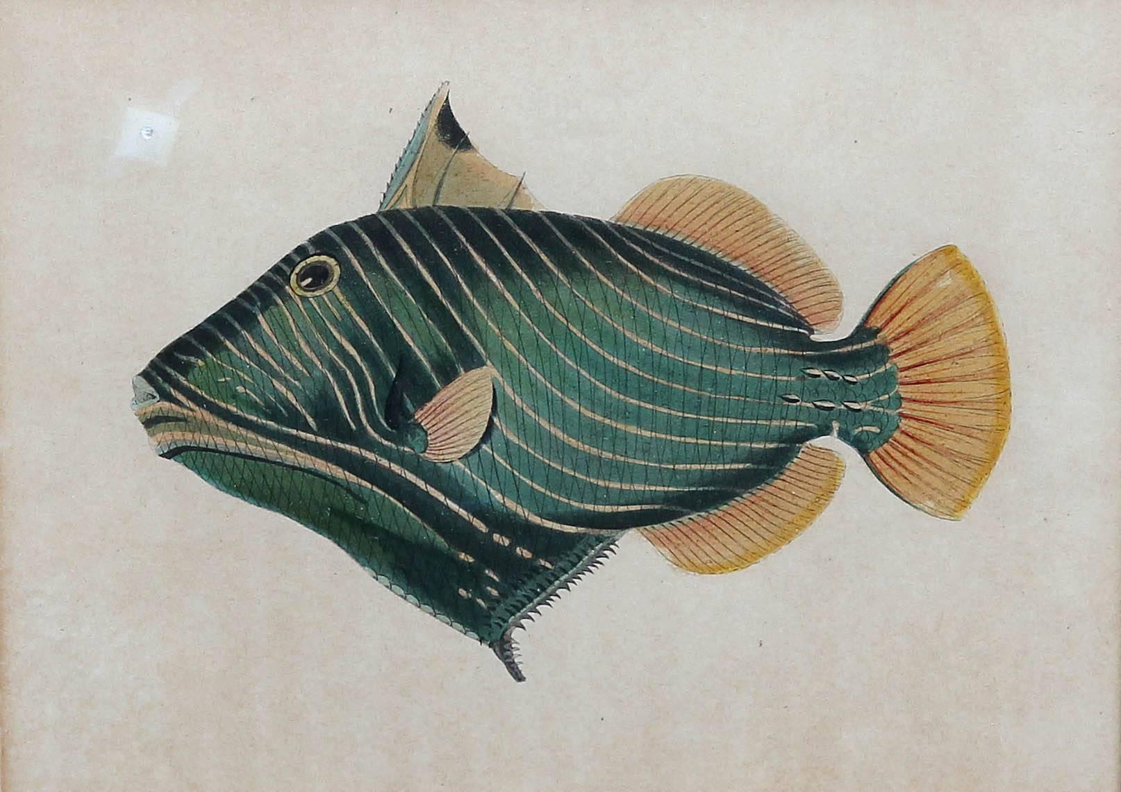 Early Hand-Colored 19th Century Fish Prints Set of Five 3