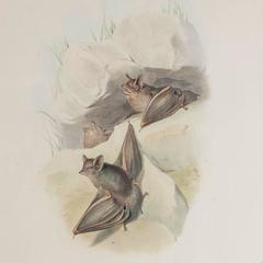 J.Gould & H.C.Richter Decorative Print of Bats or Taphozous australis