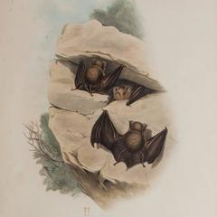 J.Gould & H.C.Richter Decorative Print of Bats ( Rhinolophus cervinus )