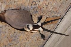 Gemsbok Oryx Taxidermy