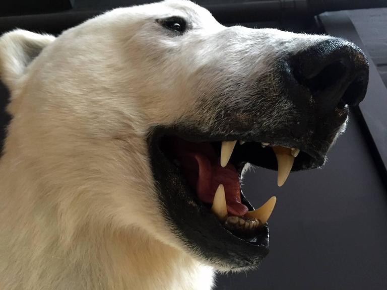Polar Bear, Full Mount on Pedestal For Sale at 1stdibs