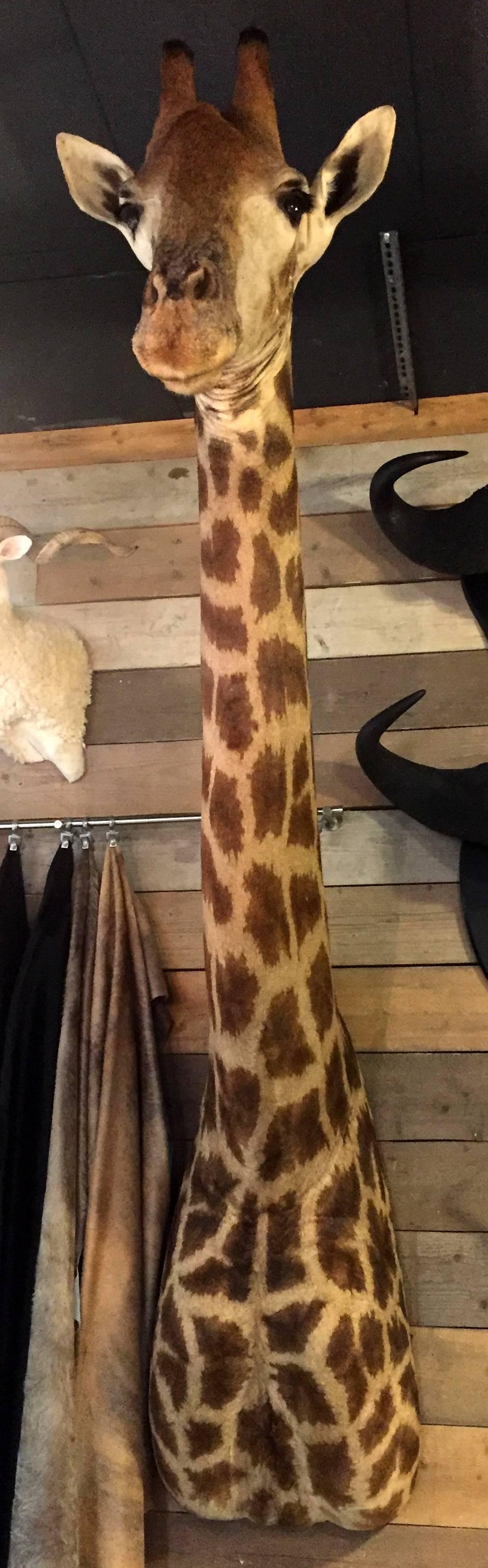 This recently stuffed head and neck of a Giraffe is of museum quality.
Very decorative shoulder mount piece.
 