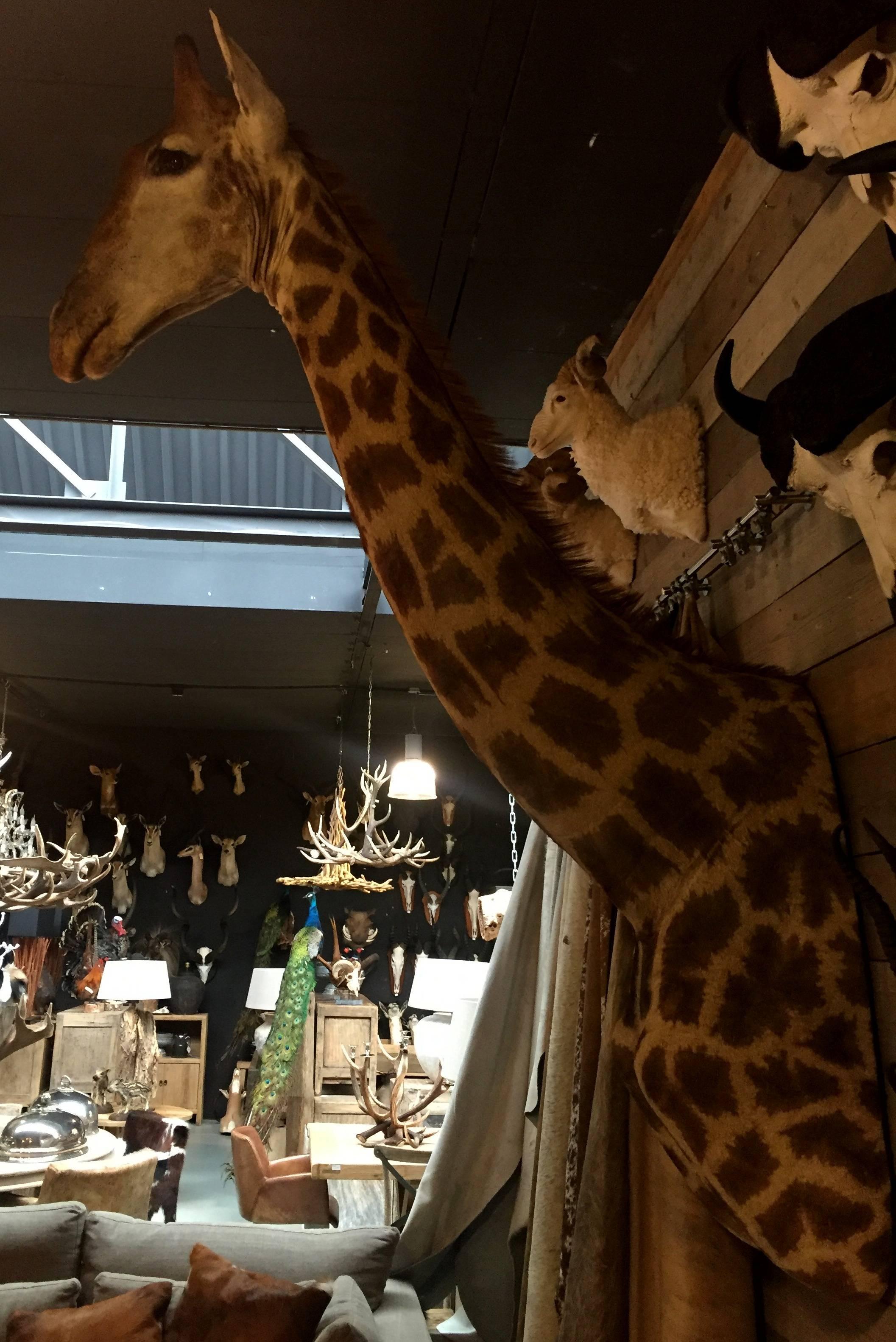 Giraffe Giraffa Camelopardalis In Excellent Condition In Eindhoven, NL
