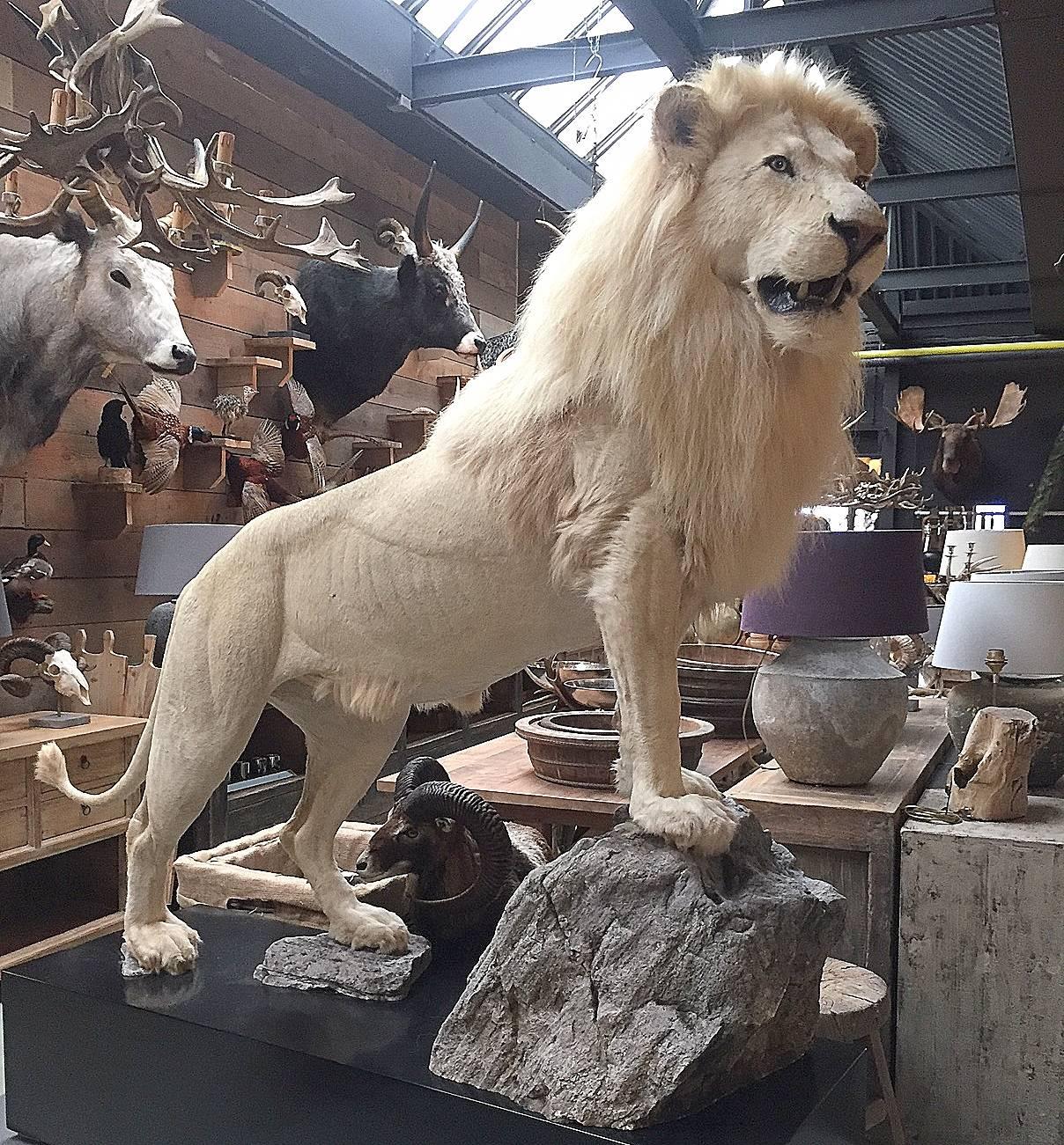 Very rare white lion. This white lion was born, raised and deceased in captivity.
Museum quality, life like taxidermy.
Comes with the official documents and CITES.
   