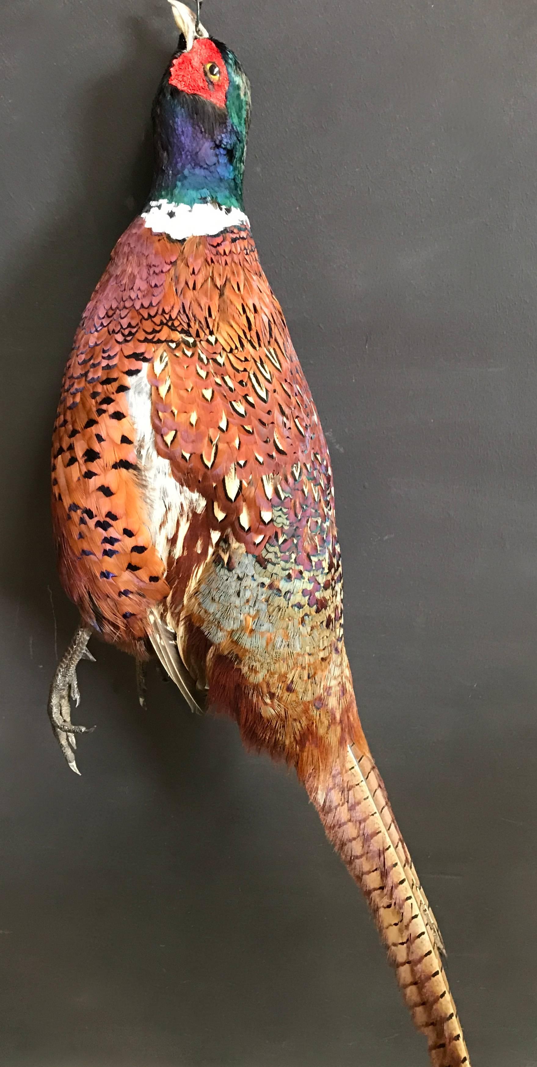 Decorative hanging pheasant.
Fresh taxidermy.