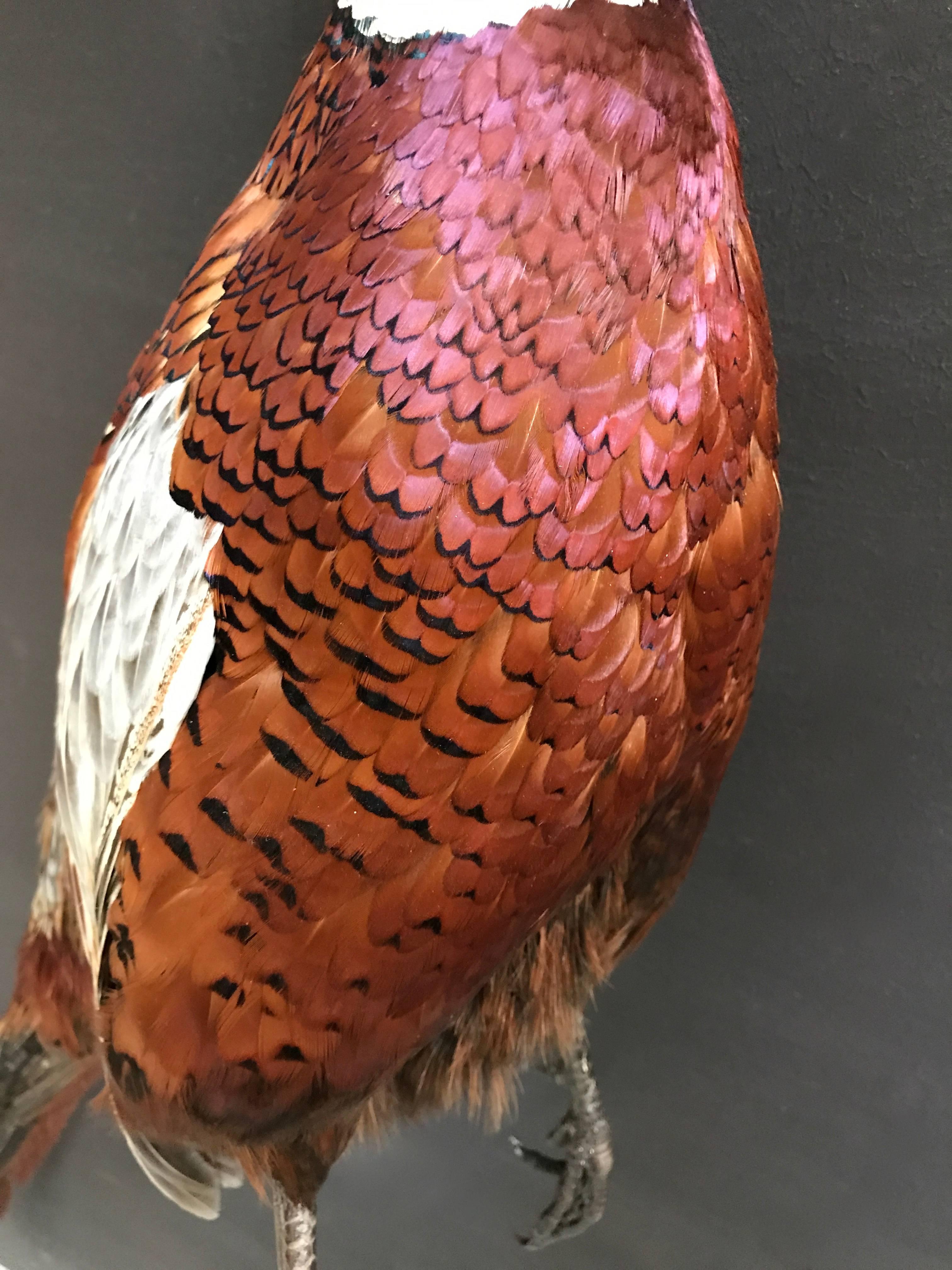argus pheasant for sale