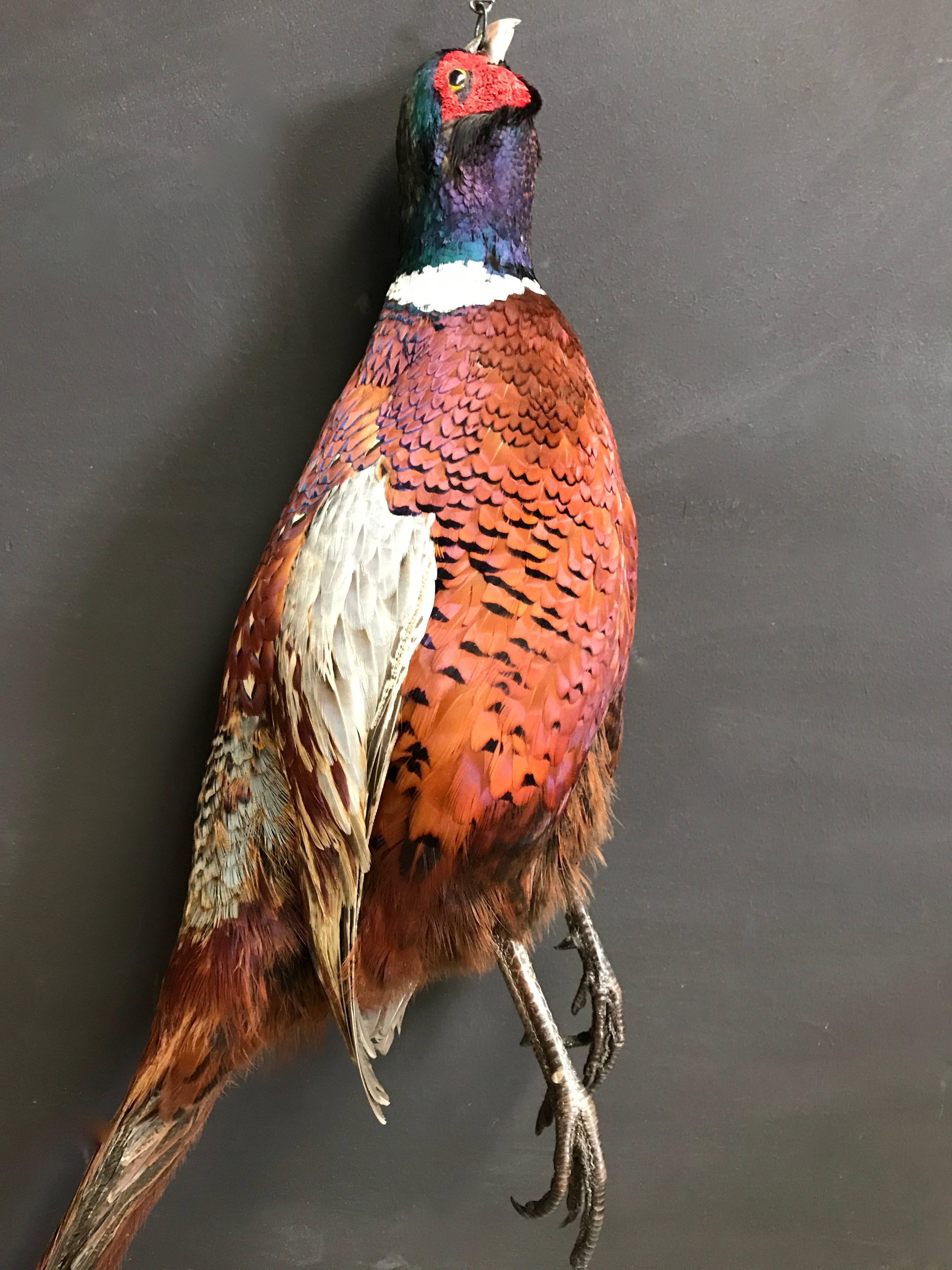 golden pheasant for sale philippines