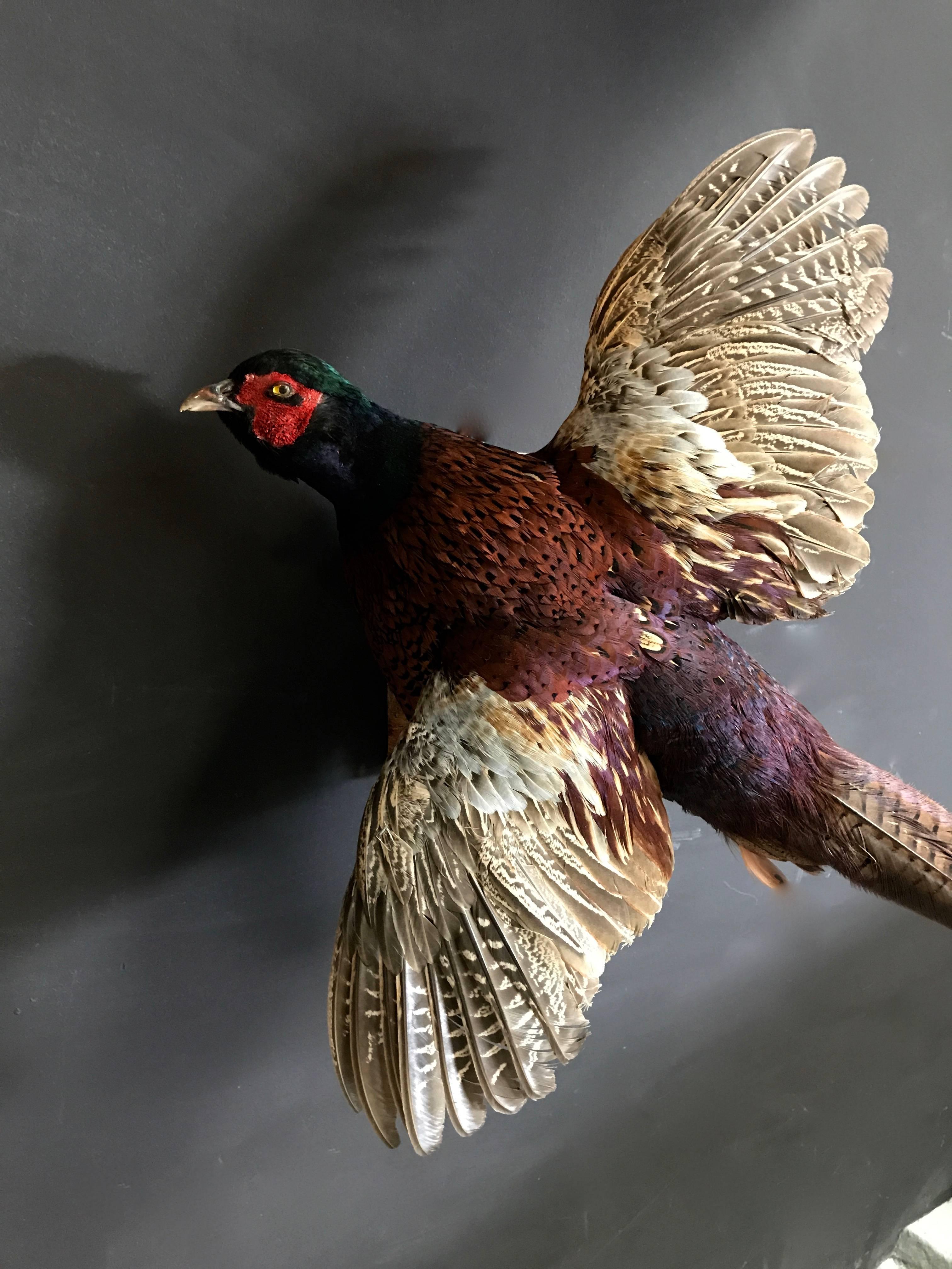 Decorative flying pheasant.
Fresh taxidermy.