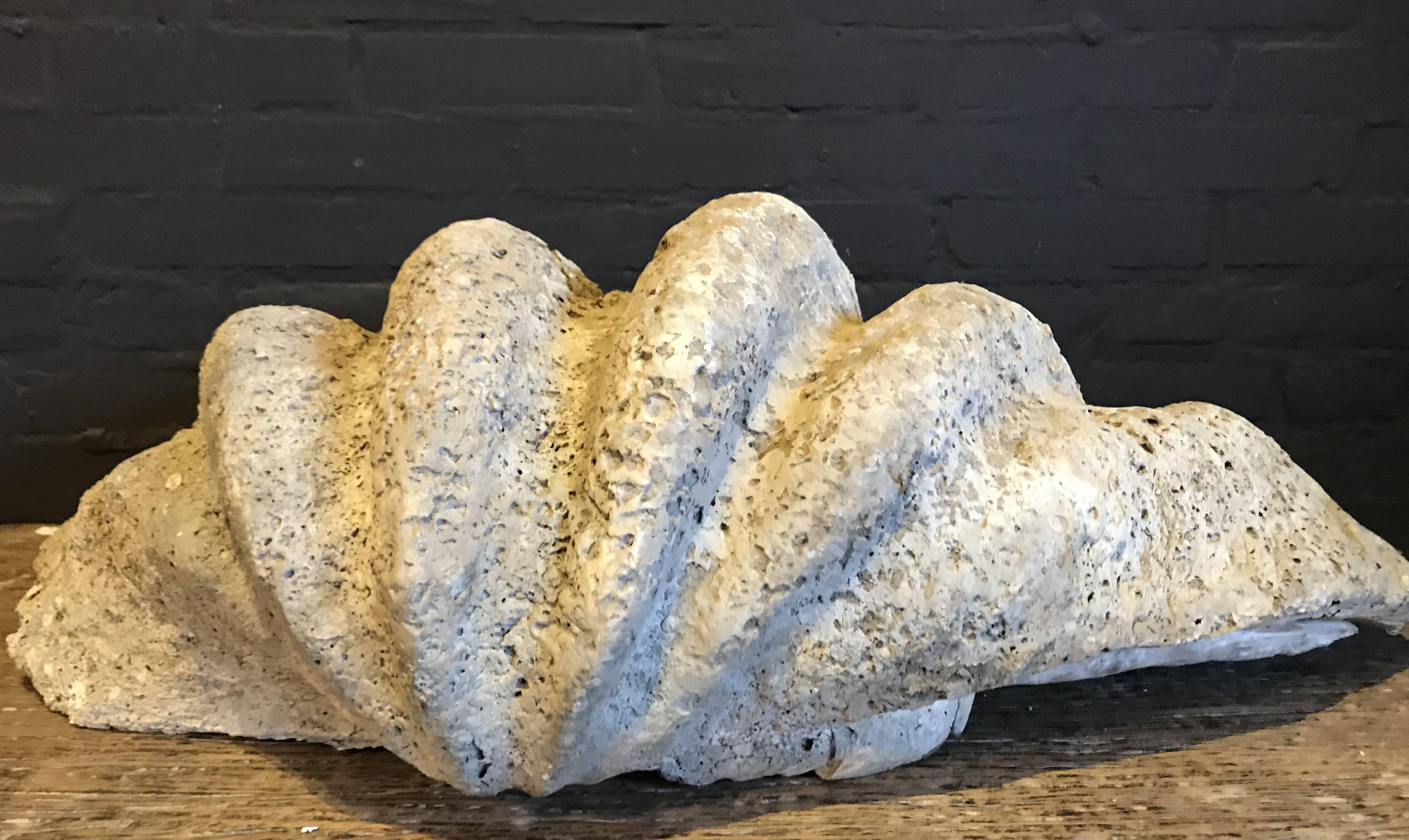Fossil, Giant Clam 'Tridacna Gigas'. In Good Condition In Eindhoven, NL
