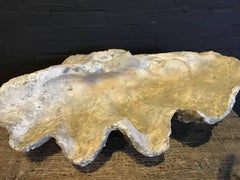 Fossil, Giant Clam 'Tridacna Gigas'.