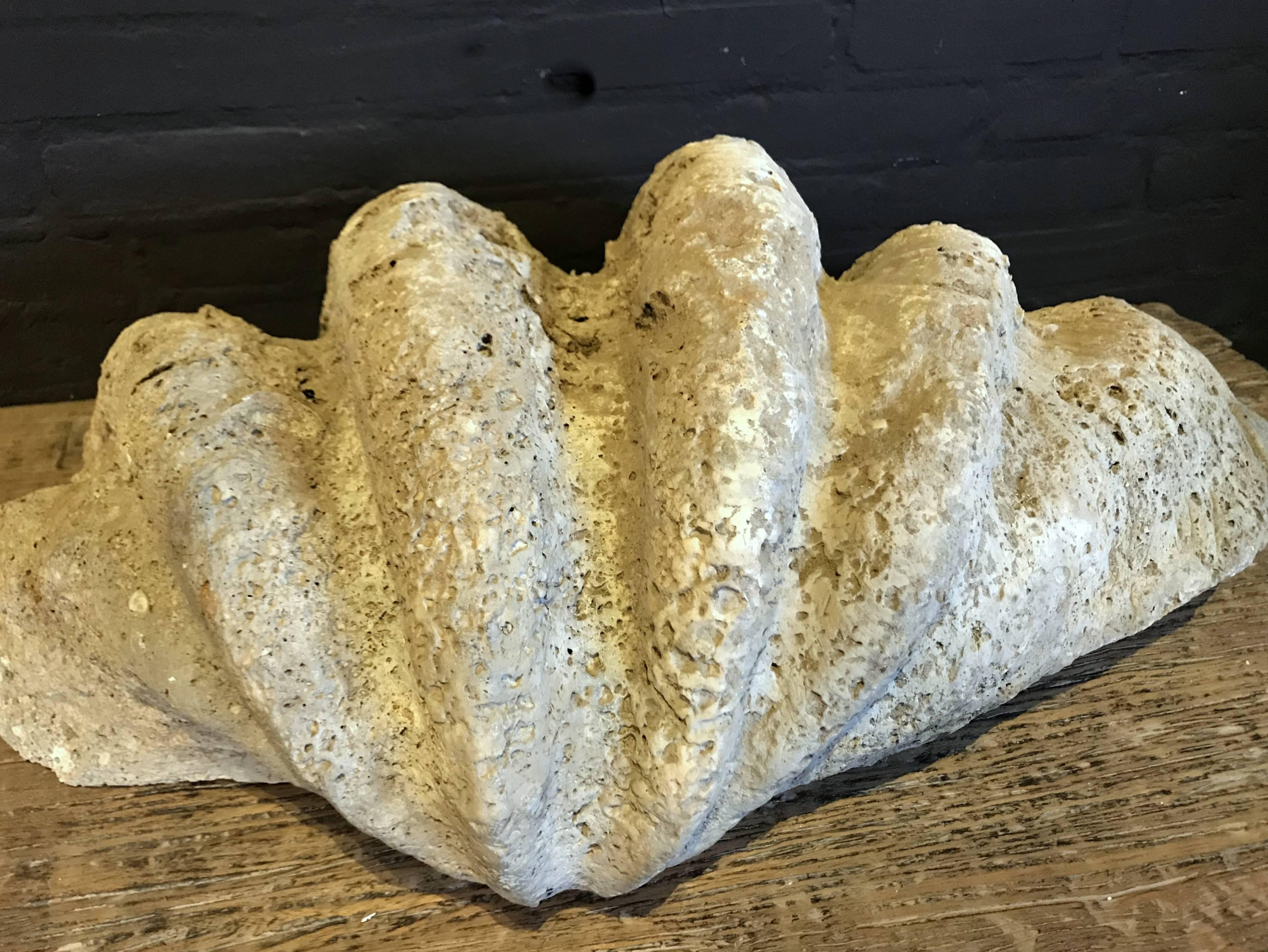 18th Century and Earlier Fossil, Giant Clam 'Tridacna Gigas'.