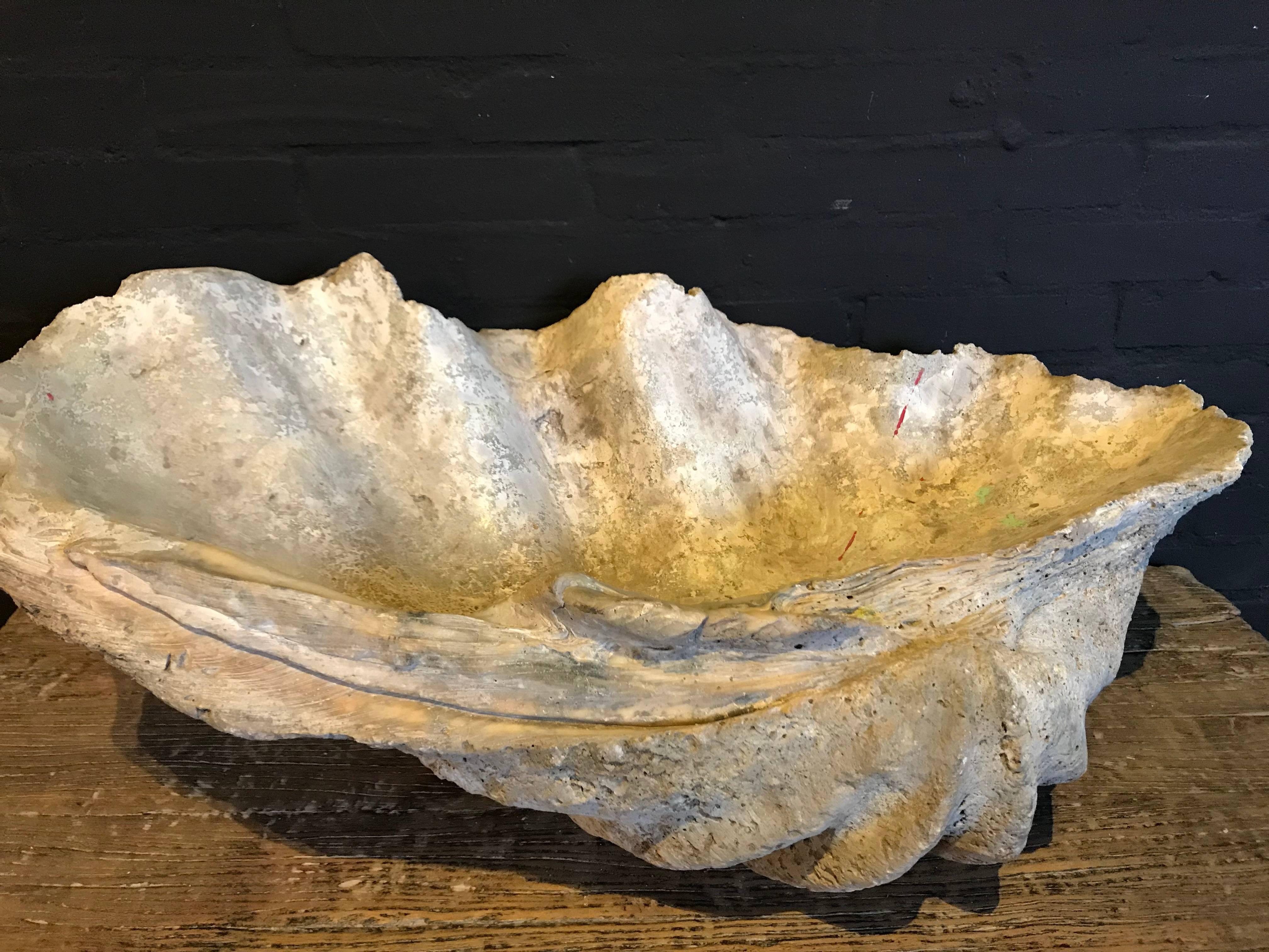 giant clam fossil