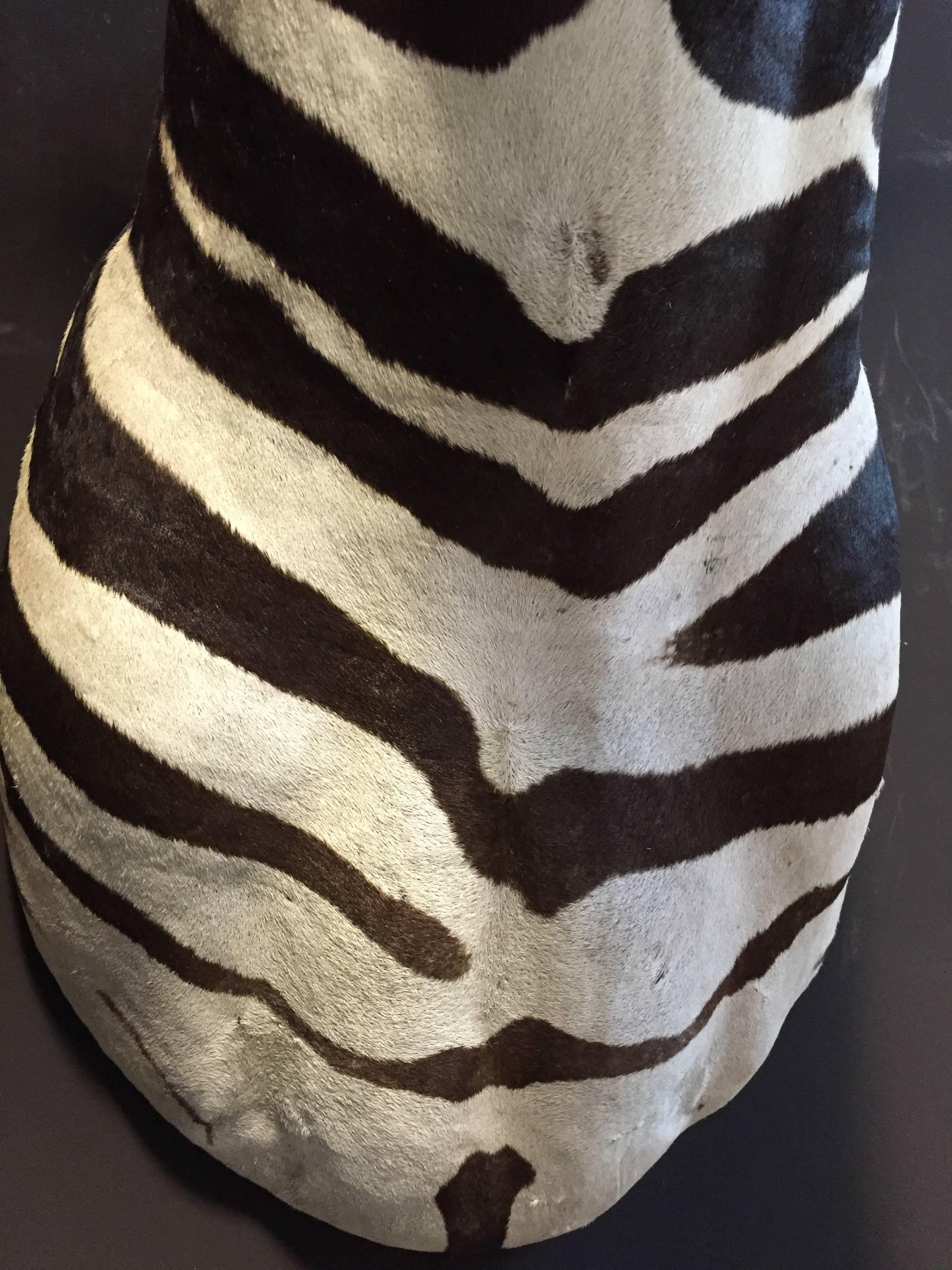 Contemporary Magnificent taxidermy zebra head