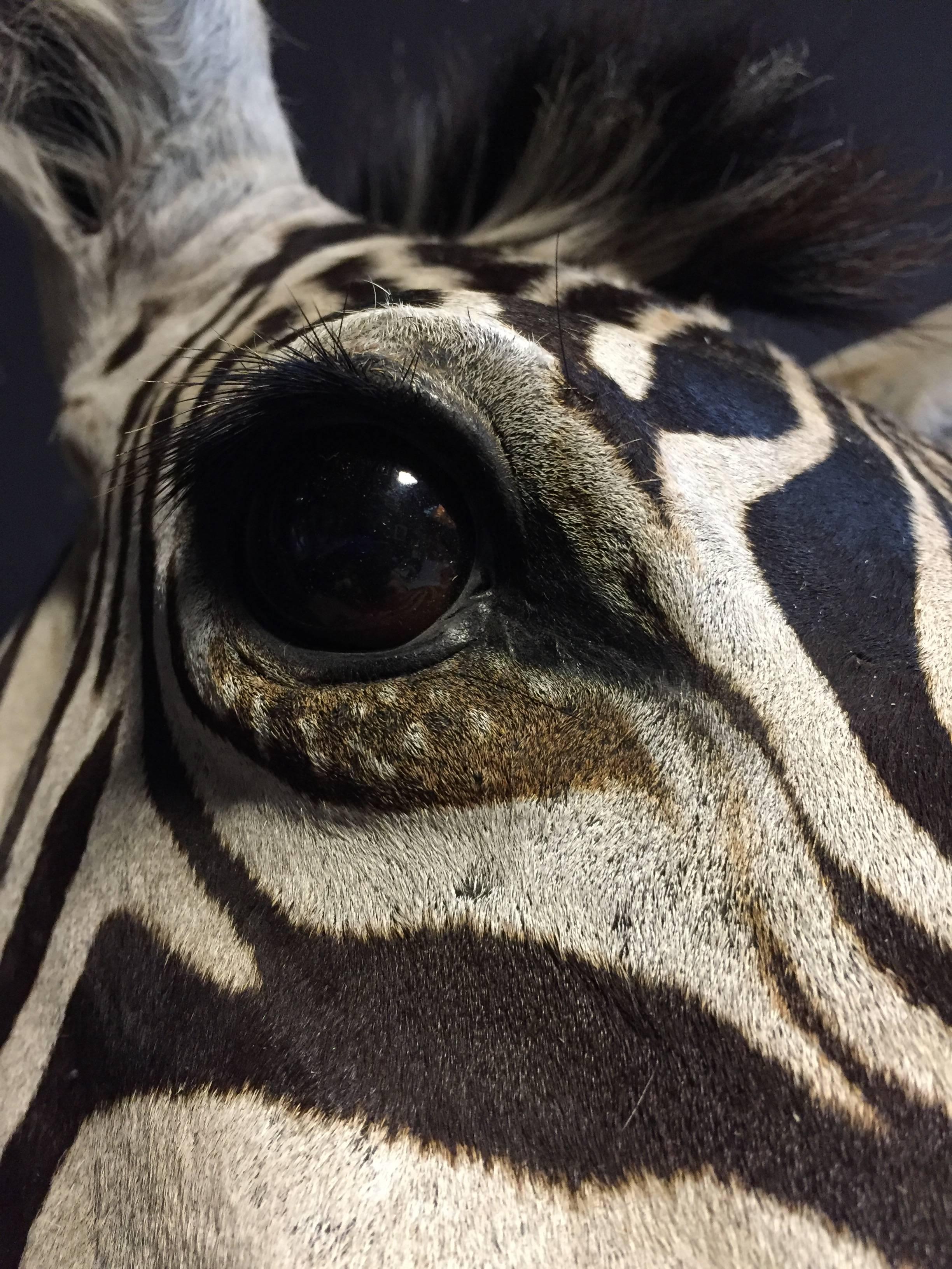 zebra taxidermy