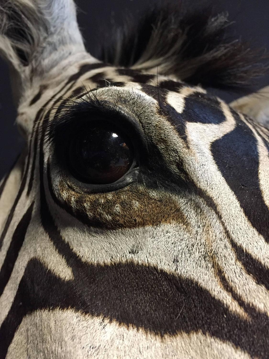 Magnificent taxidermy zebra head For Sale at 1stdibs