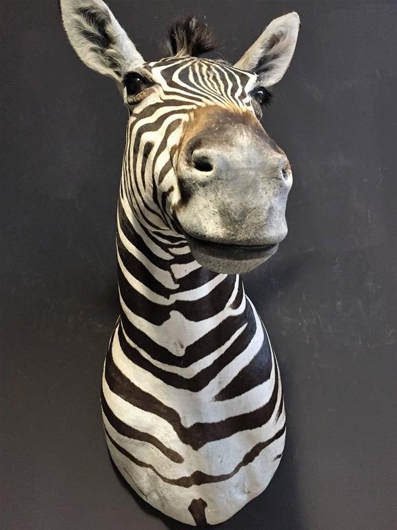 Magnificent taxidermy zebra head at 1stDibs