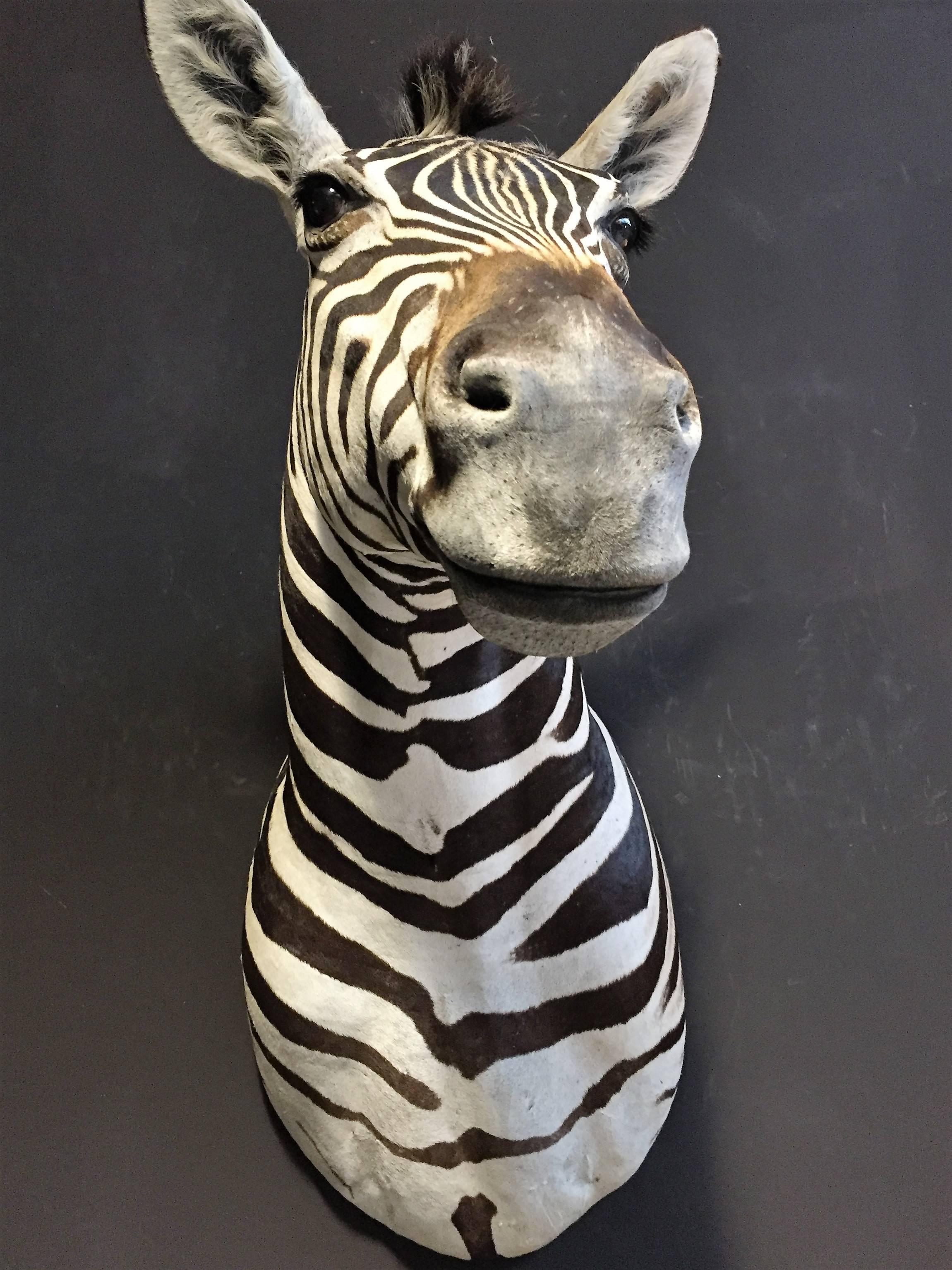 This beautiful Burchell zebra head is made with a lot of detail.
Very decorative object.
   
