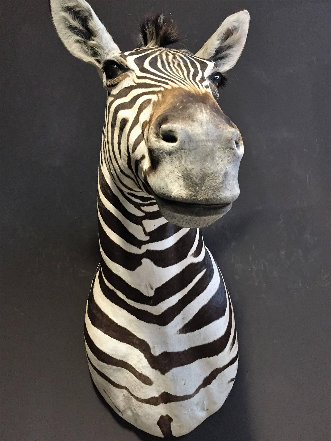 Magnificent taxidermy zebra head For Sale at 1stdibs