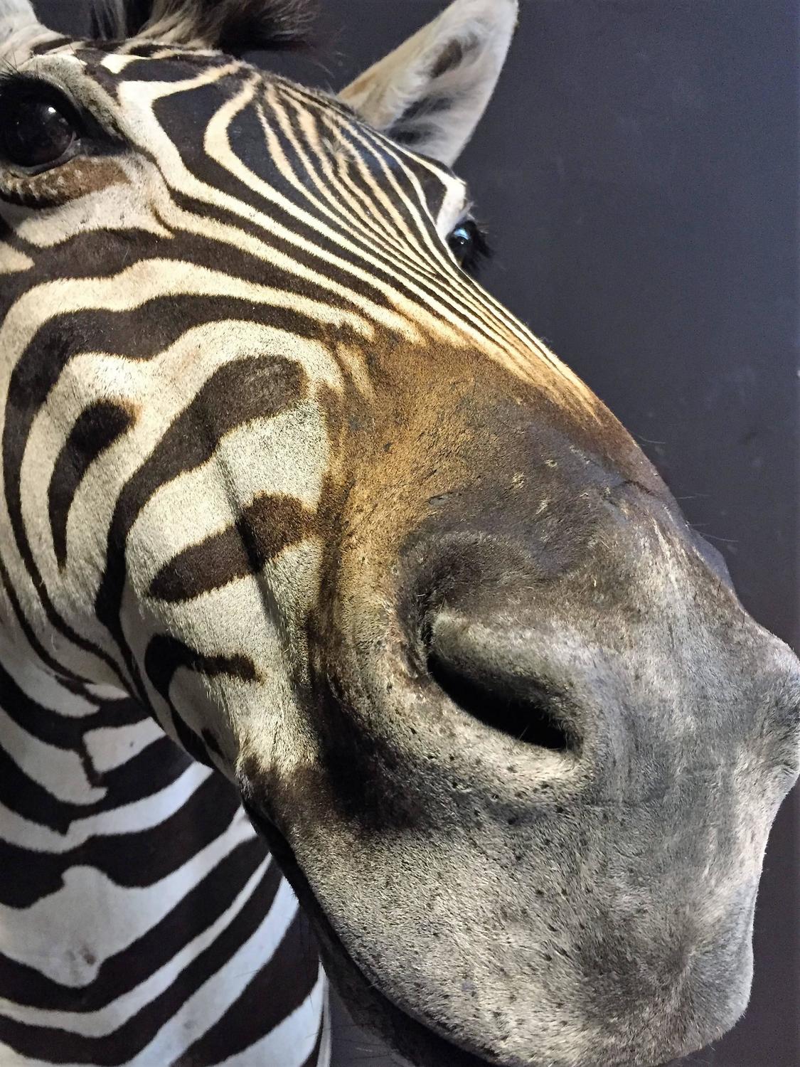 Magnificent taxidermy zebra head For Sale at 1stdibs