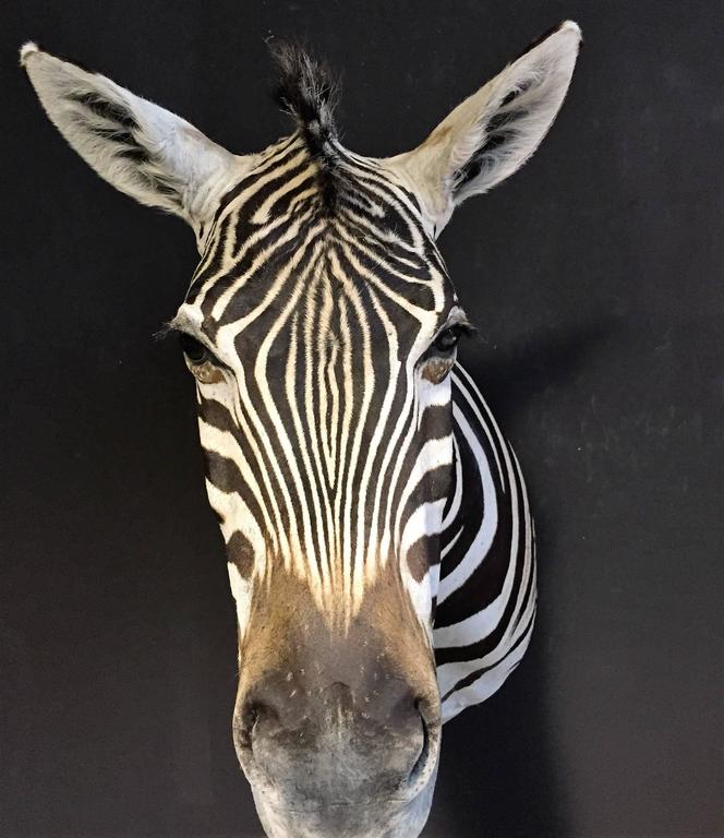 Magnificent taxidermy zebra head at 1stDibs