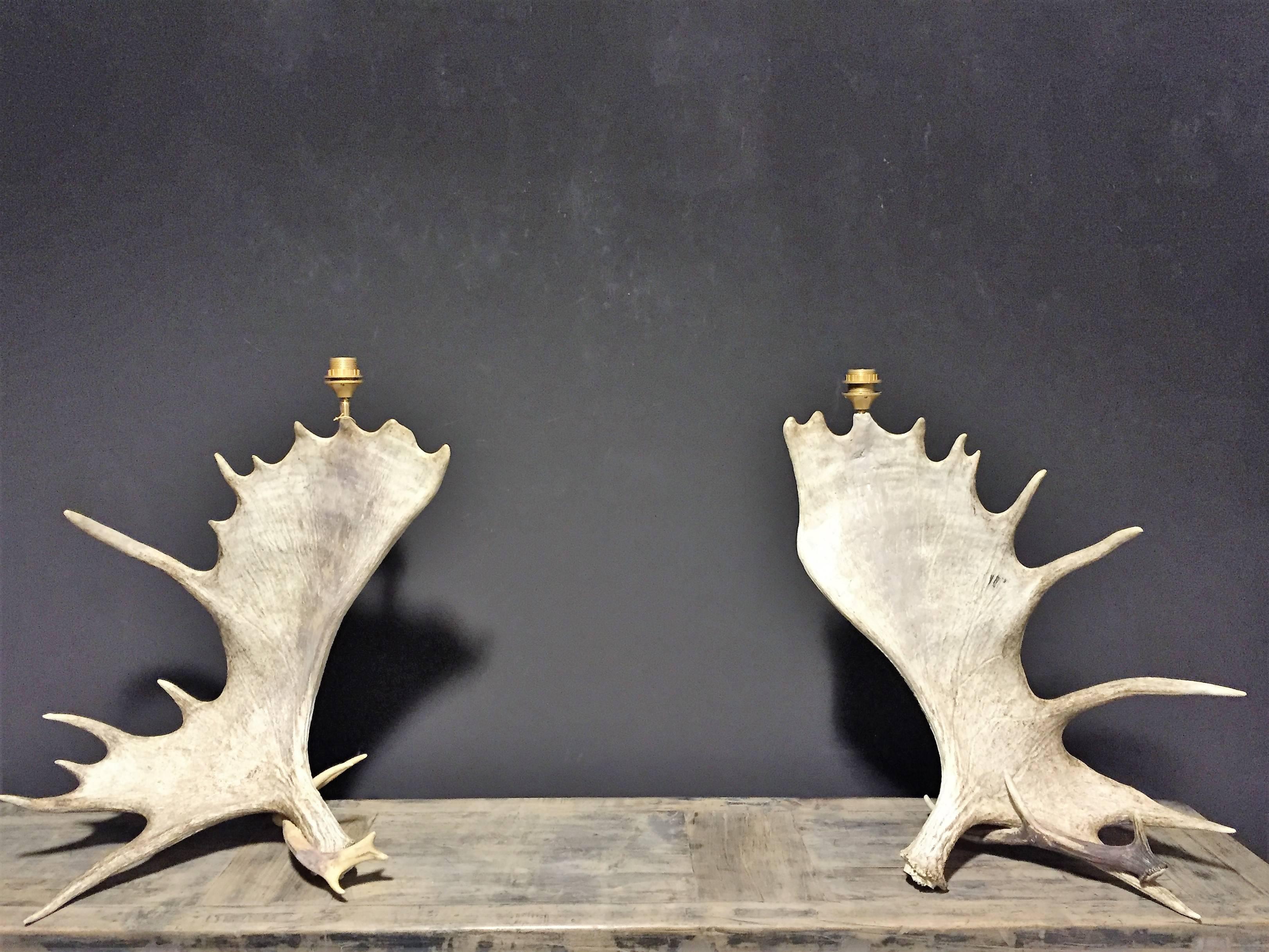 Very unique lamps made of a heavy pair of Canadian moose antlers. The wires are not visible they are inside the antler.