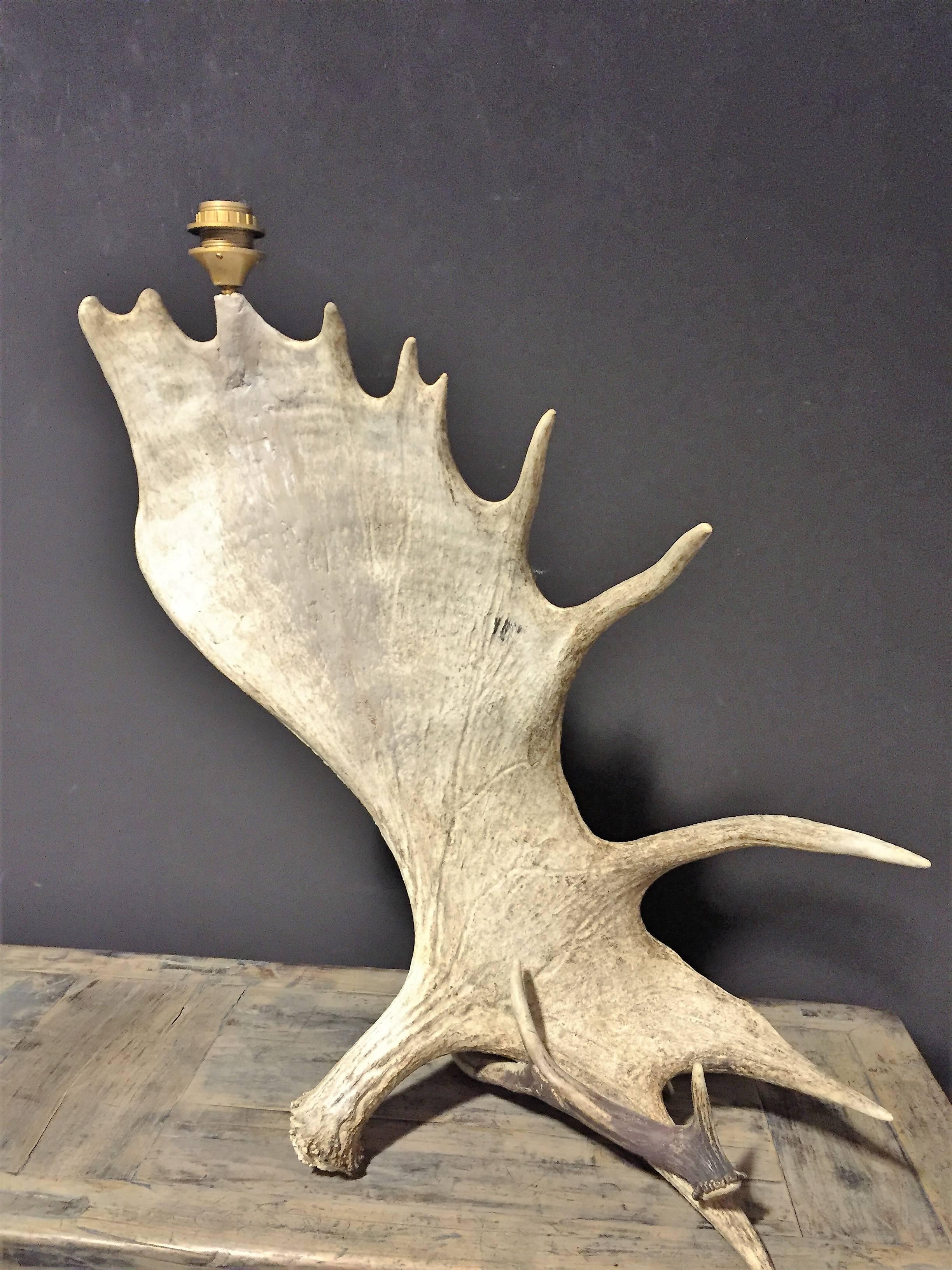 Contemporary Set of Canadian moose antler lamps