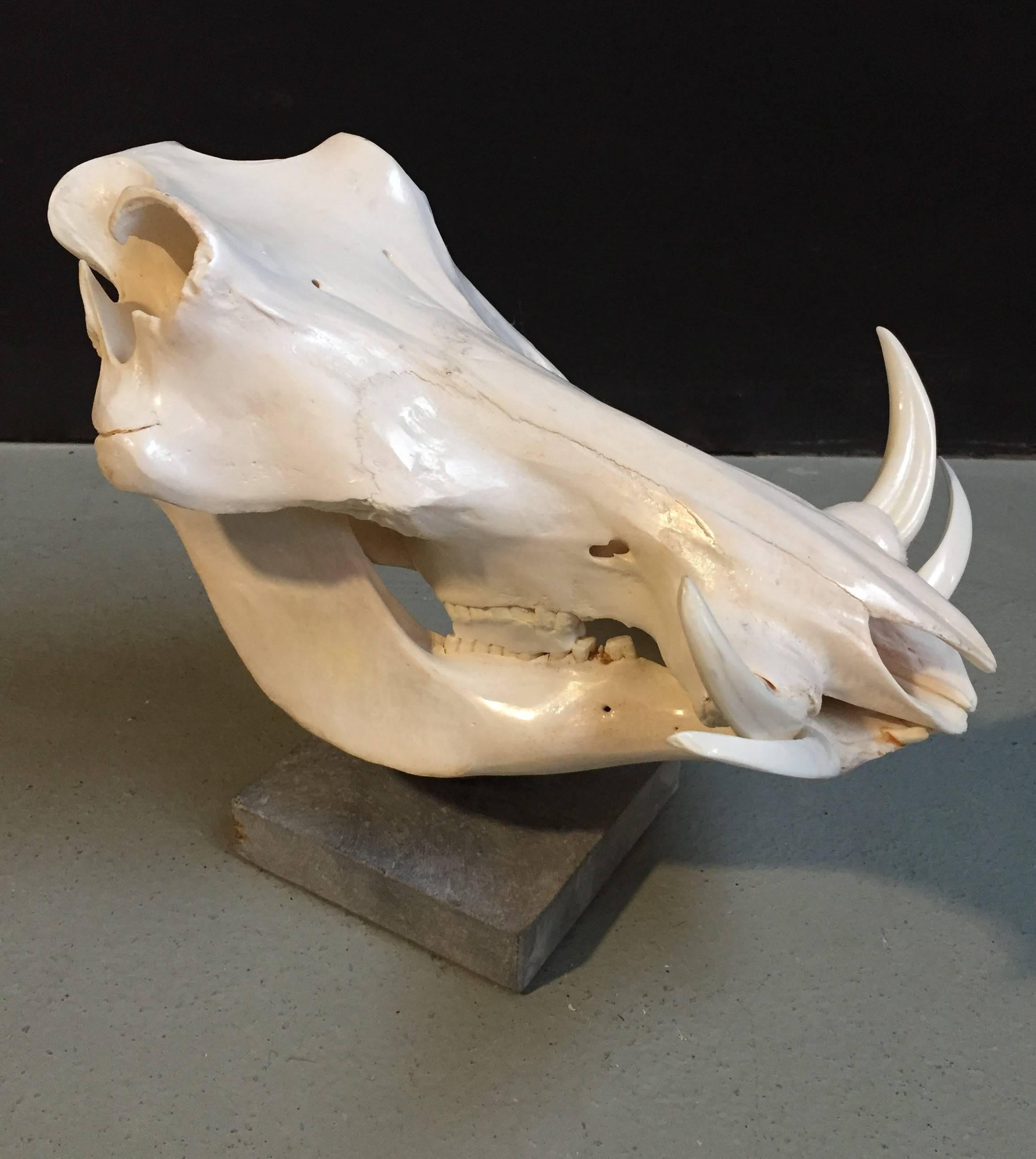 African warthog skull in excellent condition on a hardstone pedestal.
The skull is polished and has a light shine patine.
