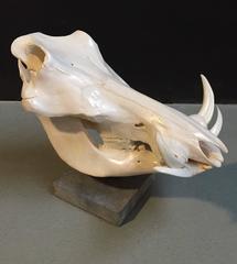 Warthog Skull on a Pedestal