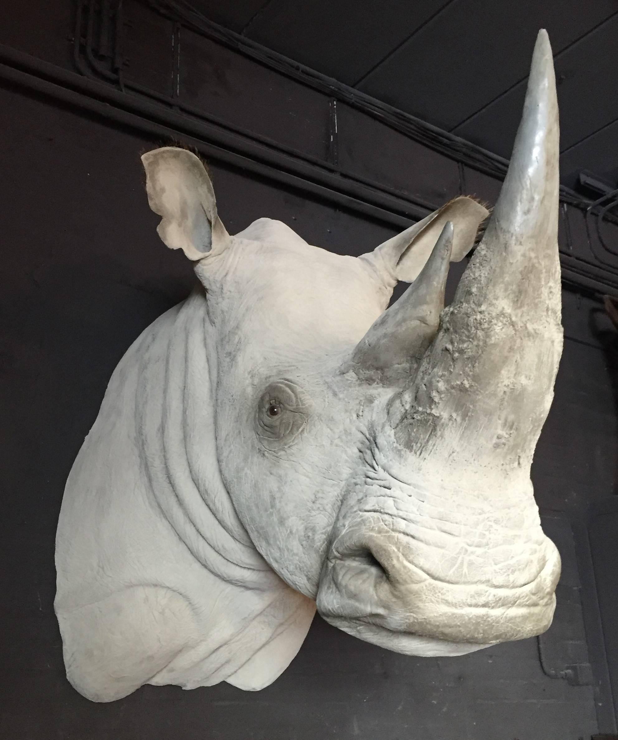 Cette tête de trophée est une copie exacte d'un rhinocéros blanc. Il est réaliste et très détaillé. 
La tête de rhinocéros est un élément puissant de l'intérieur.
 