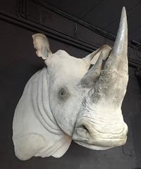 Replica of a White Rhino Trophy Head