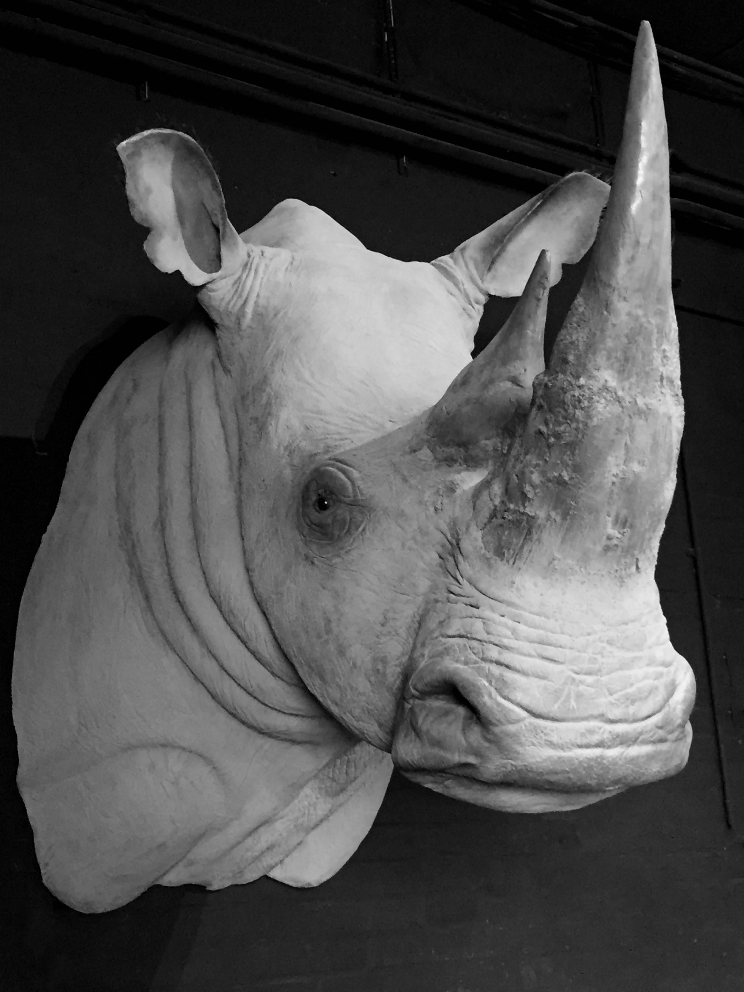 Moulage Replica d'une tête de trophée de rhinocéros blanc en vente