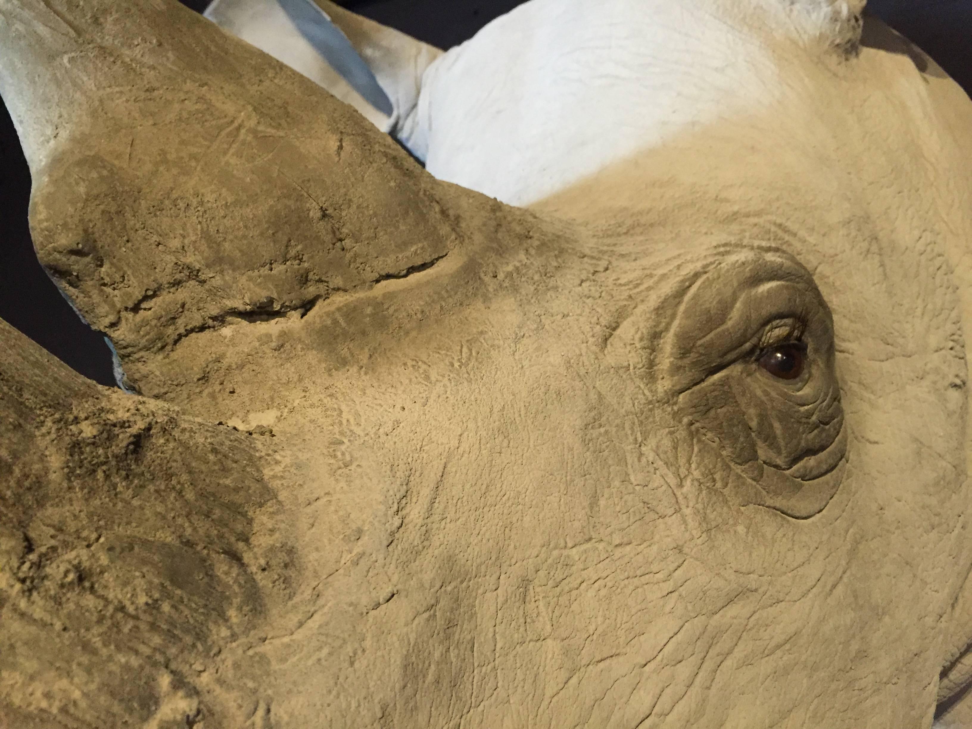 Cast Replica of a White Rhino Trophy Head For Sale