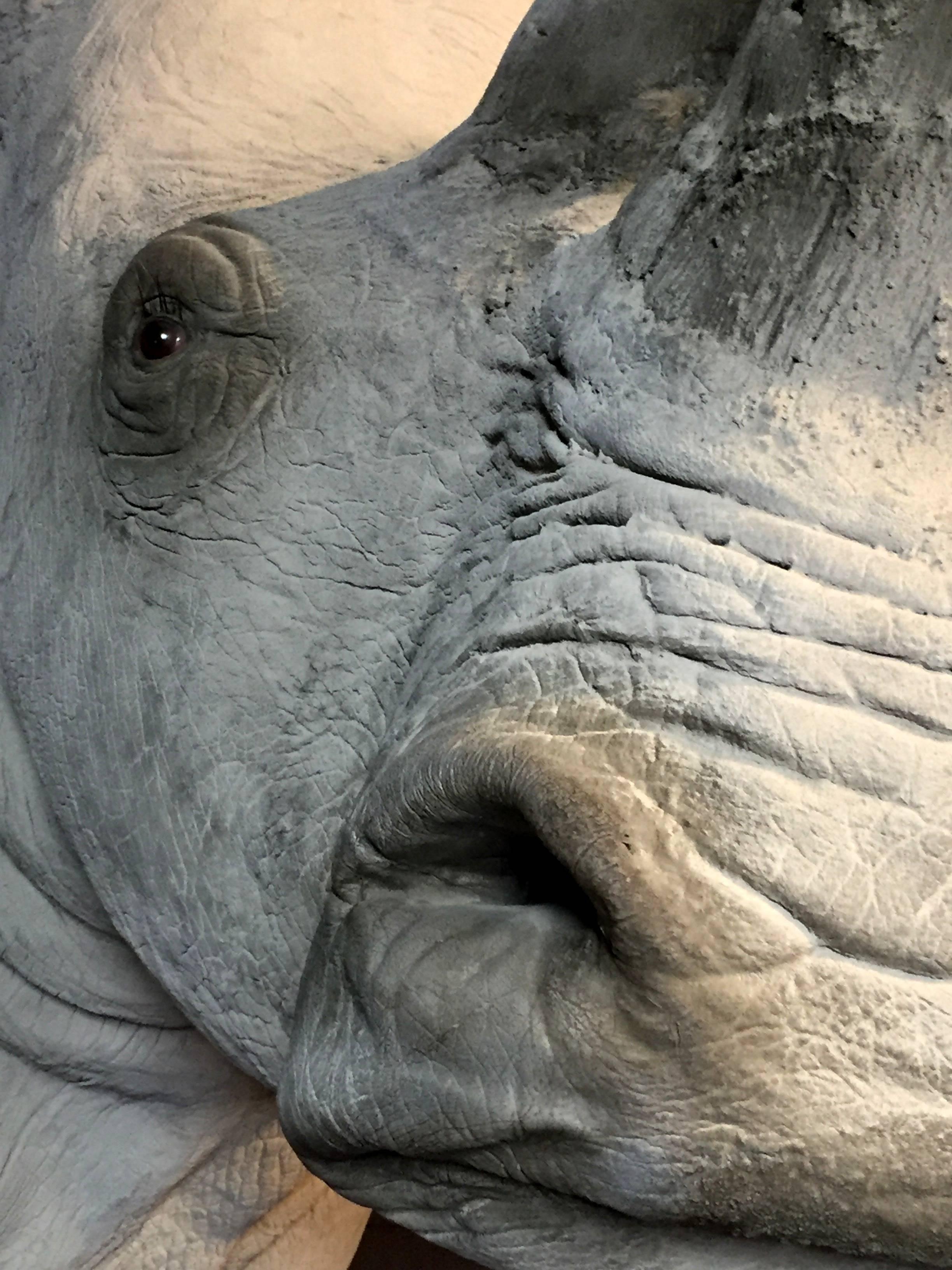 Replica of a White Rhino Trophy Head In Excellent Condition For Sale In Eindhoven, NL