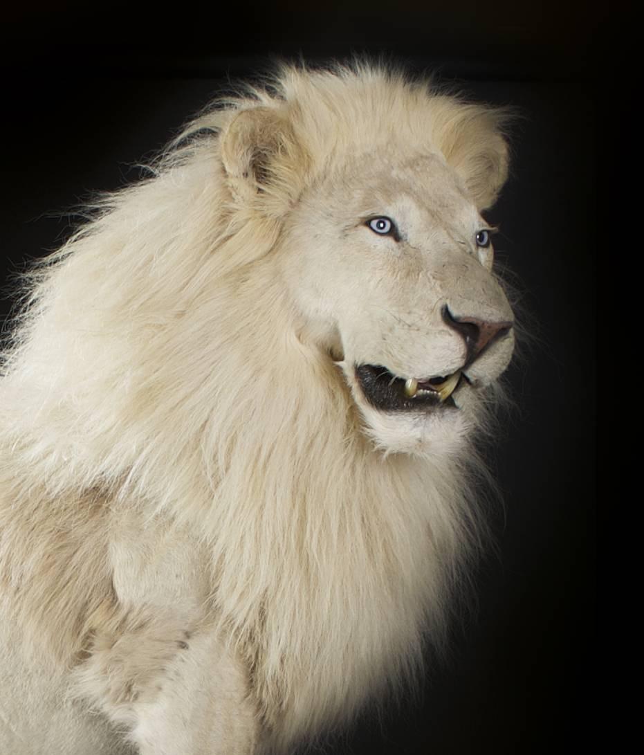 lion taxidermy for sale