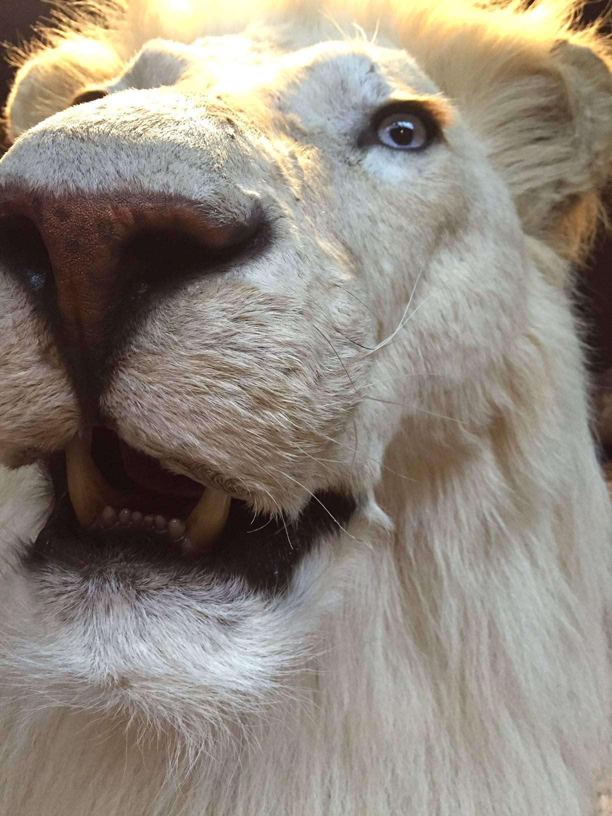 taxidermy lion for sale